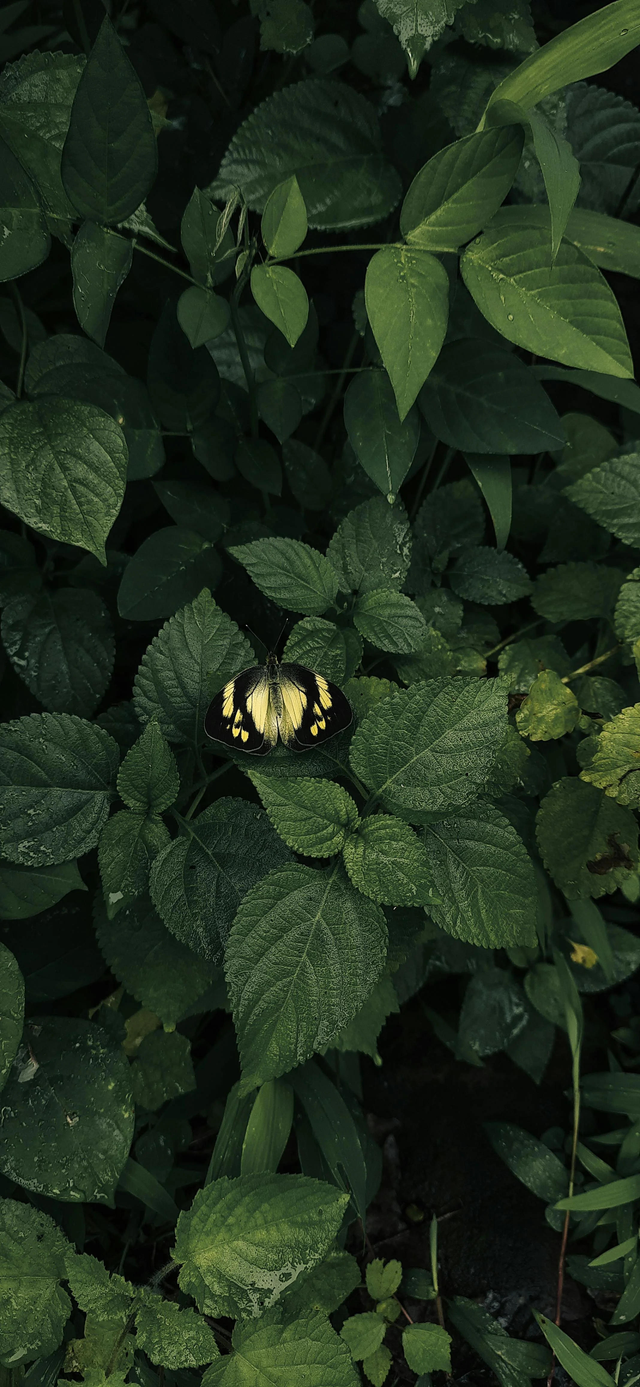 Green leafy plants with a black and yellow butterfly resting on a leaf.