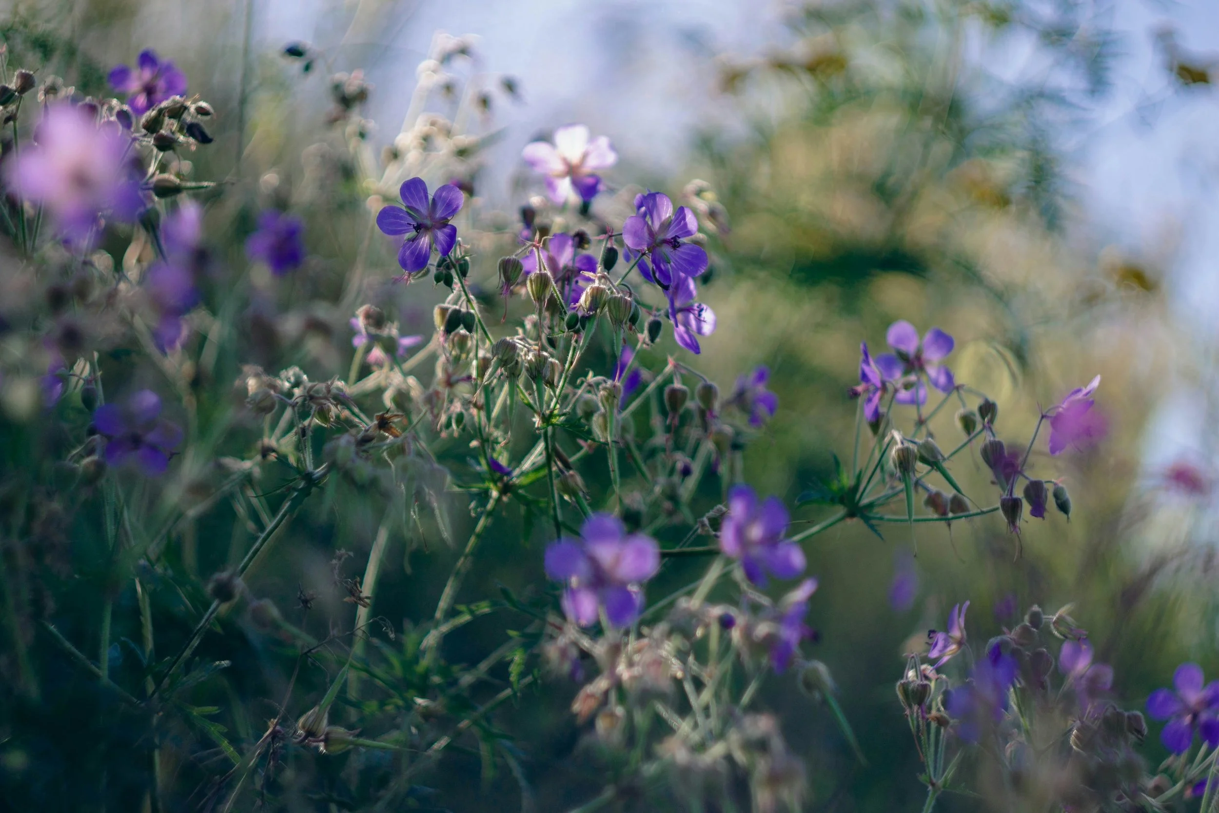 Close-up of purple wildflowers with a blurred natural background.
