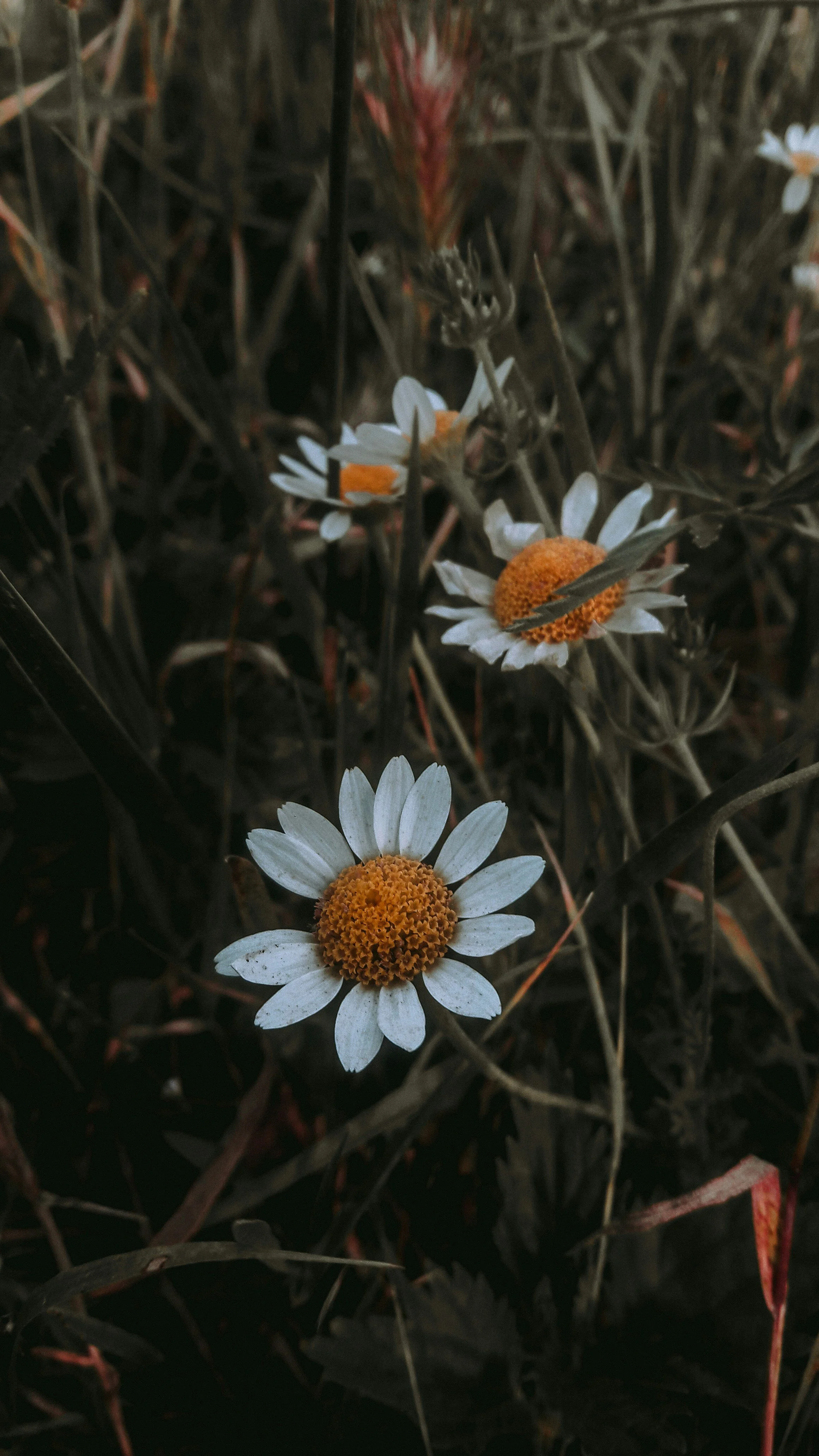 Close-up of white daisies with yellow centers amid dry grass and twigs.