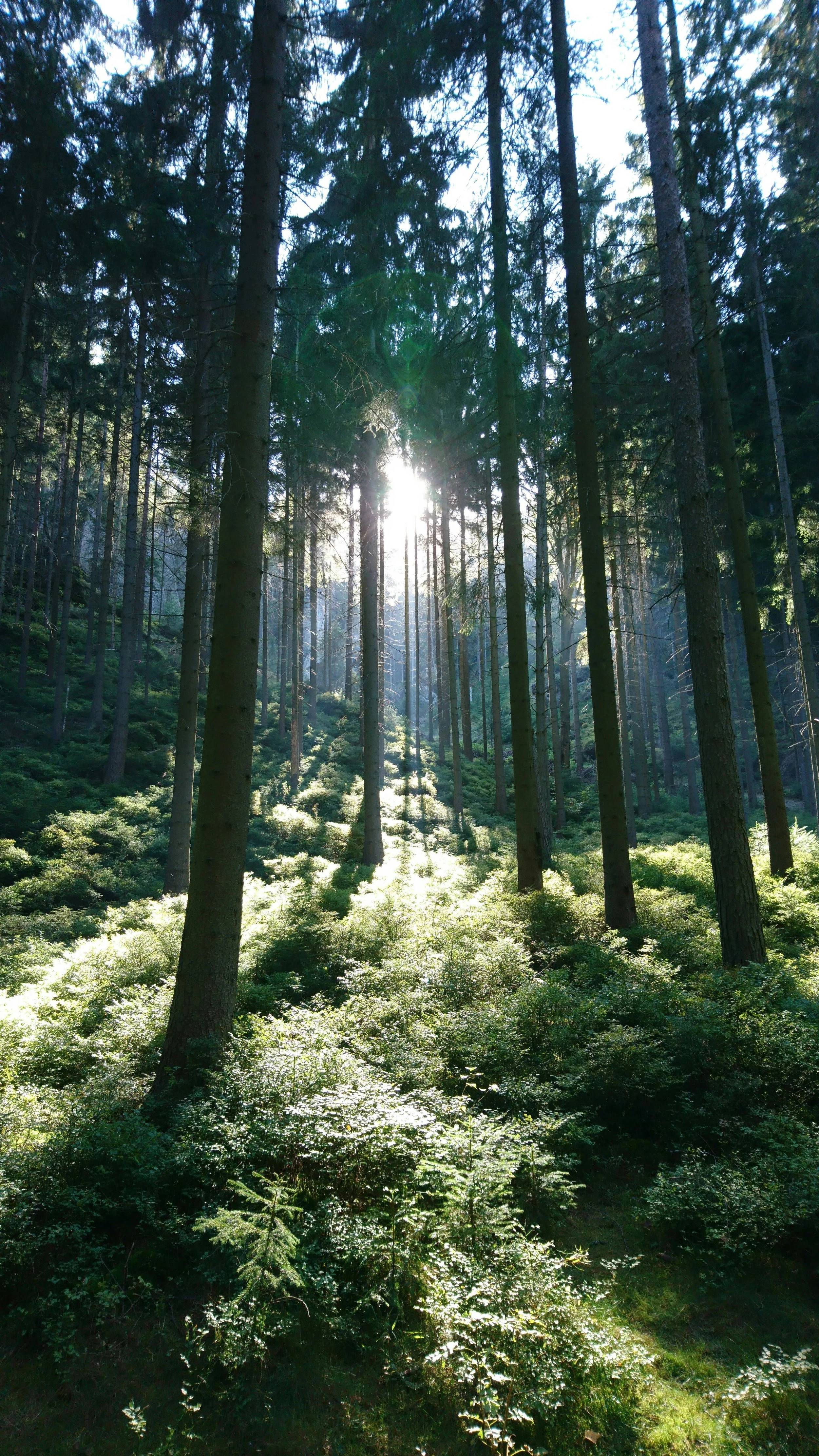 Sunlight filters through tall pine trees in a lush green forest.