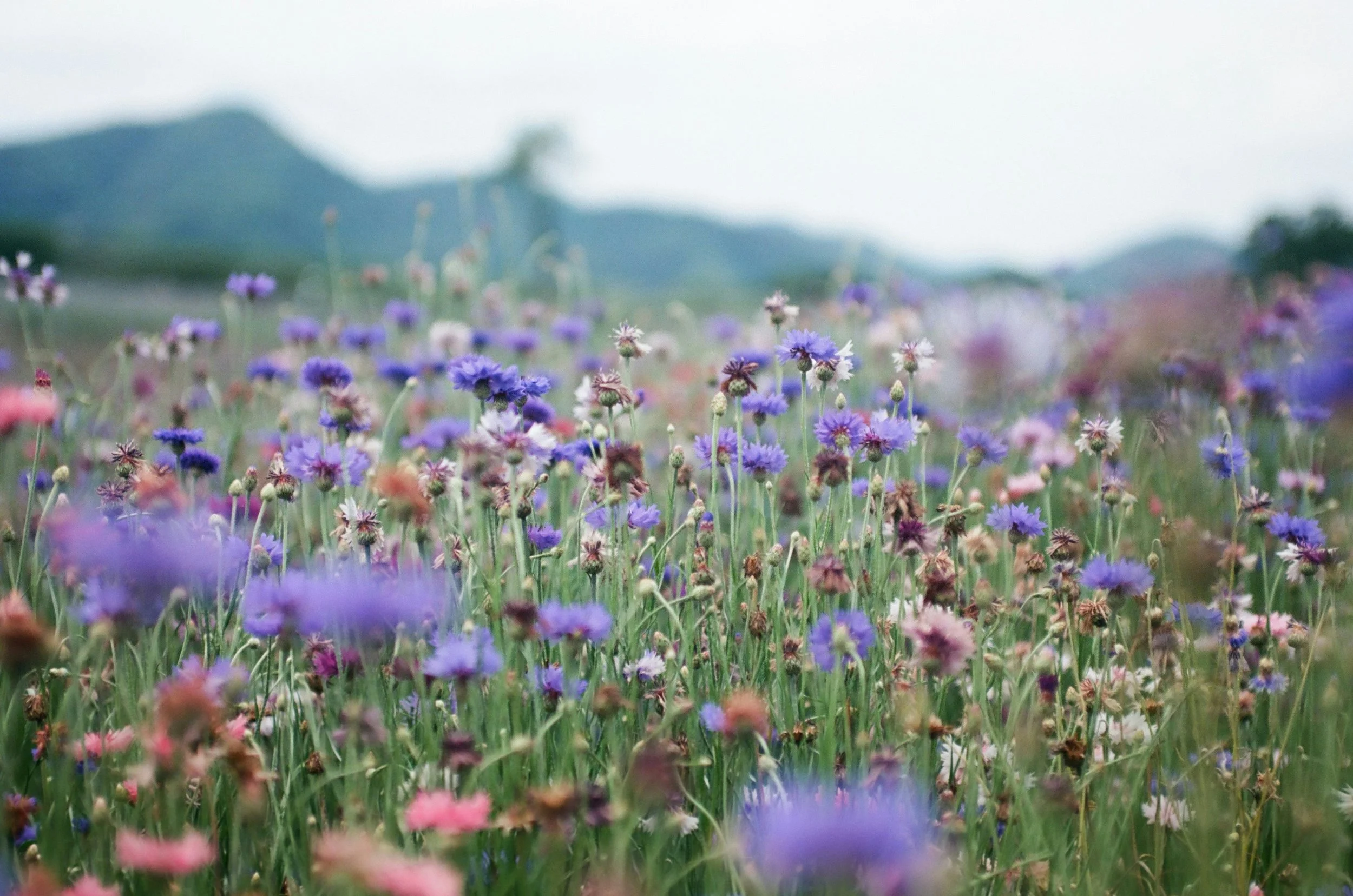 A field of various colorful wildflowers with mountains in the background, under an overcast sky.