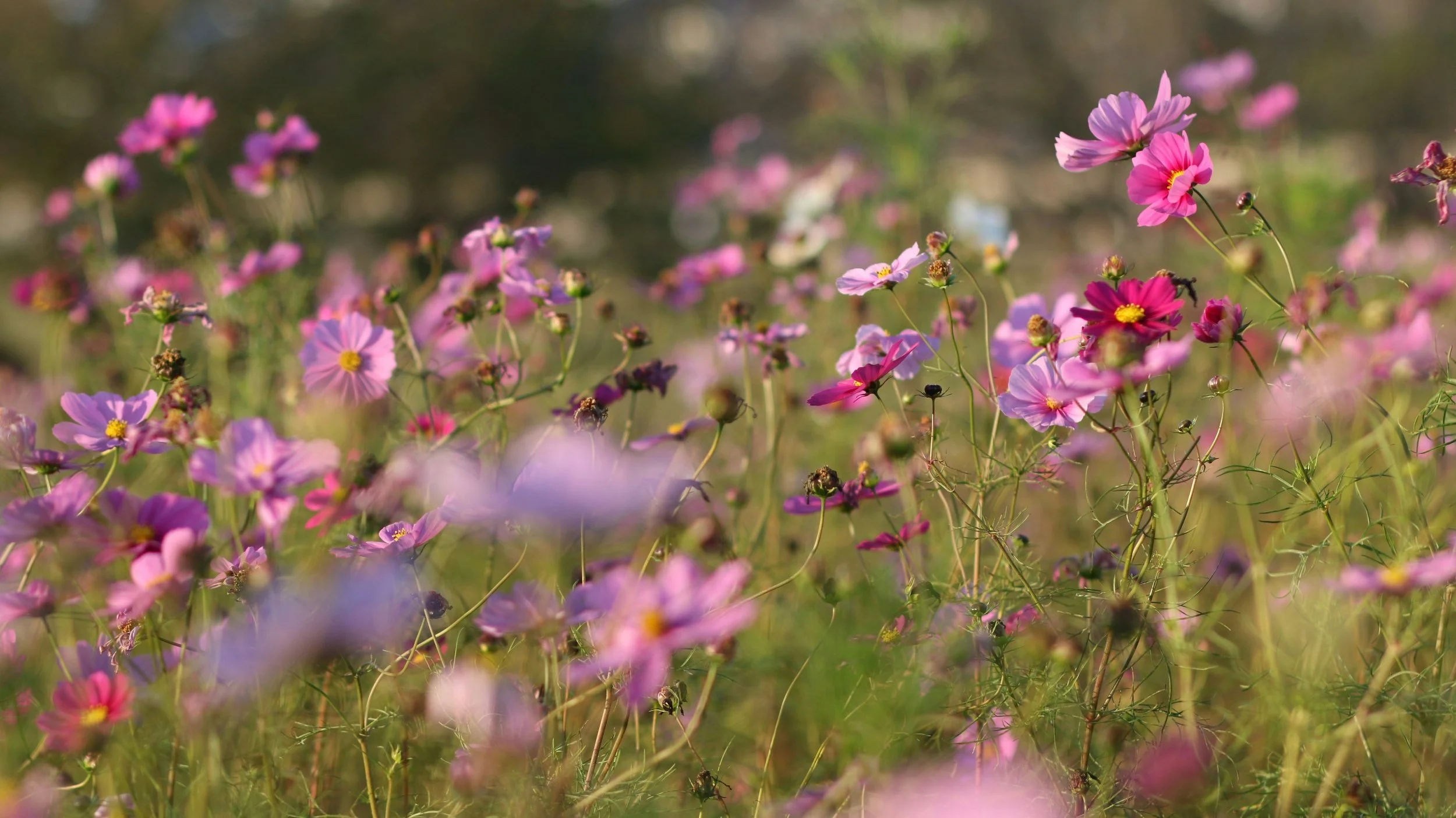 A field of pink and purple wildflowers with a blurred background and sunlight.