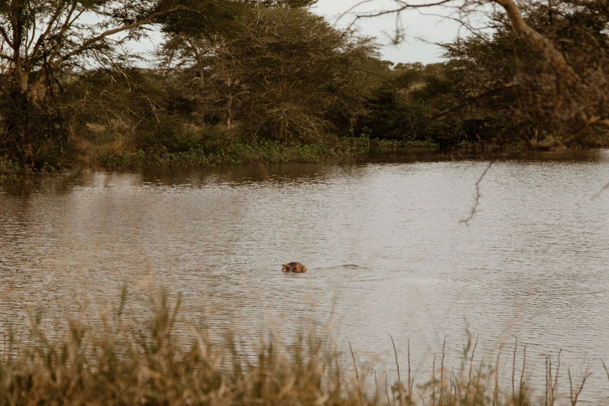A river or lake with a lion swimming in the water, surrounded by trees and bushes.