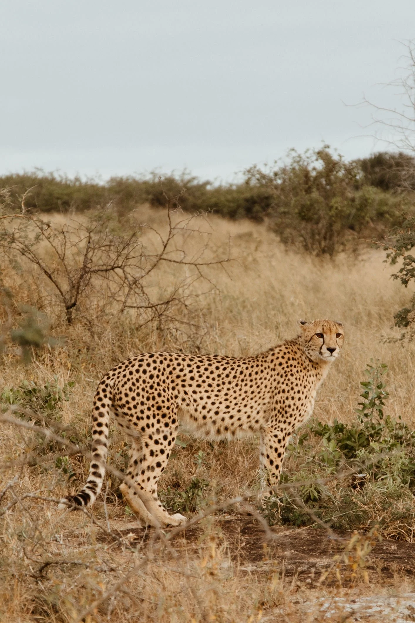 A cheetah standing in a dry, grassy landscape with sparse bushes and trees in the background.