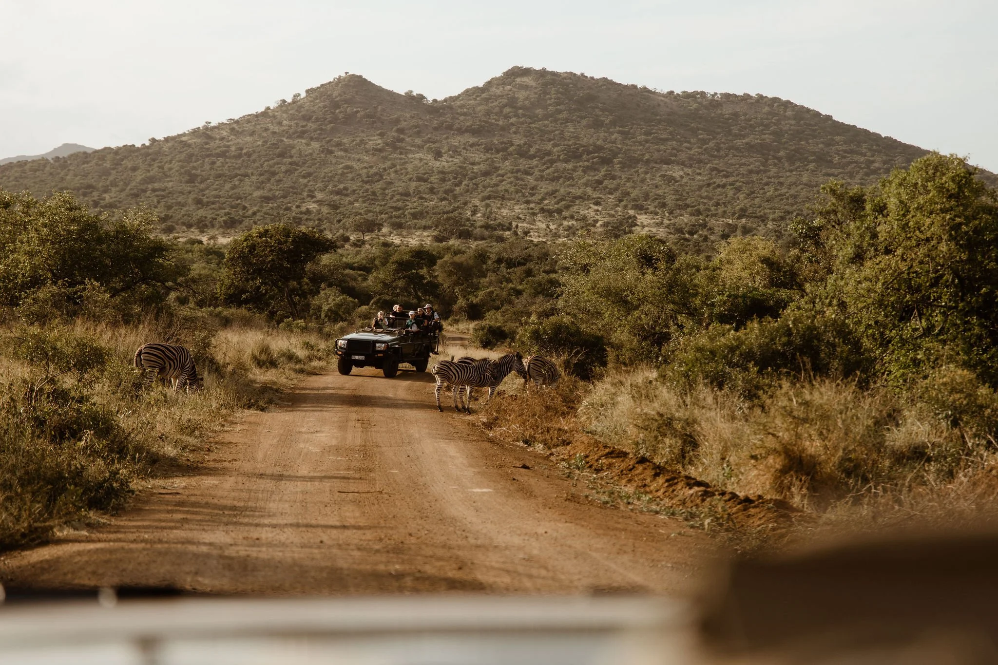 A safari vehicle with wedding guests driving down a dirt road in a grassy savanna, with zebras grazing nearby and a mountain in the background.