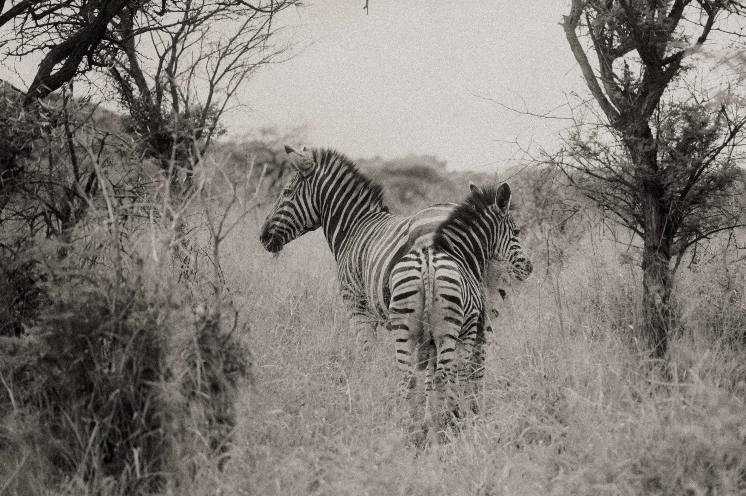 Two zebras walking through grass and trees in a savannah setting, black and white photograph.