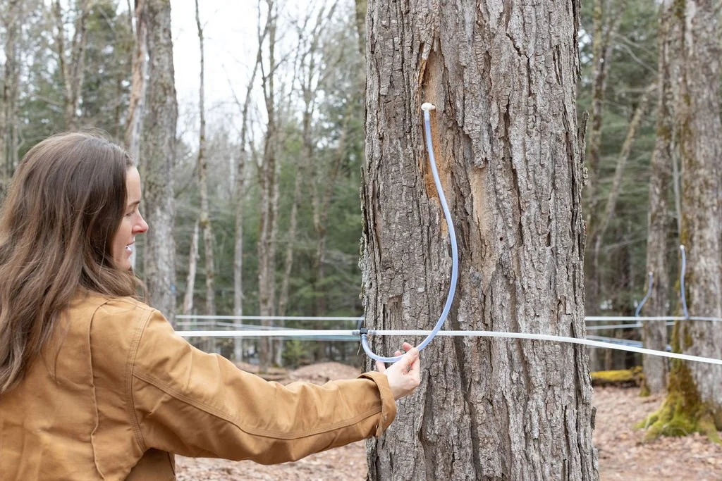Woman in a tan jacket attaches a tube to a tree in a forest with other trees and ropes in the background.
