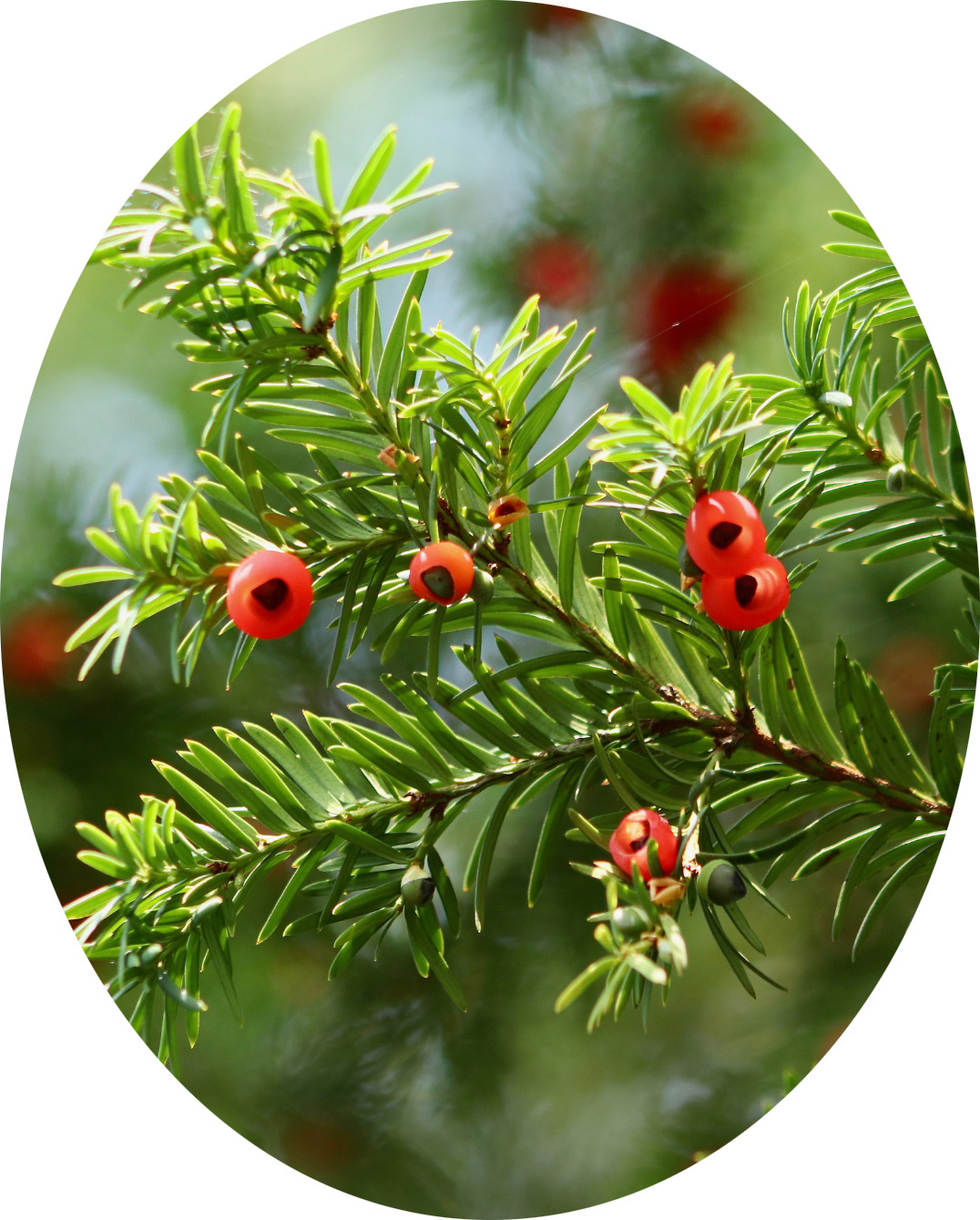 Close-up of a yew branch with red berries and green needle-like leaves.