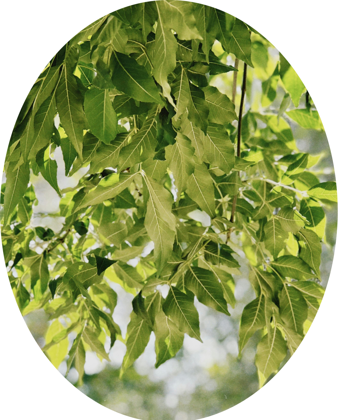 Close-up view of green ash leaves hanging from a tree branch.