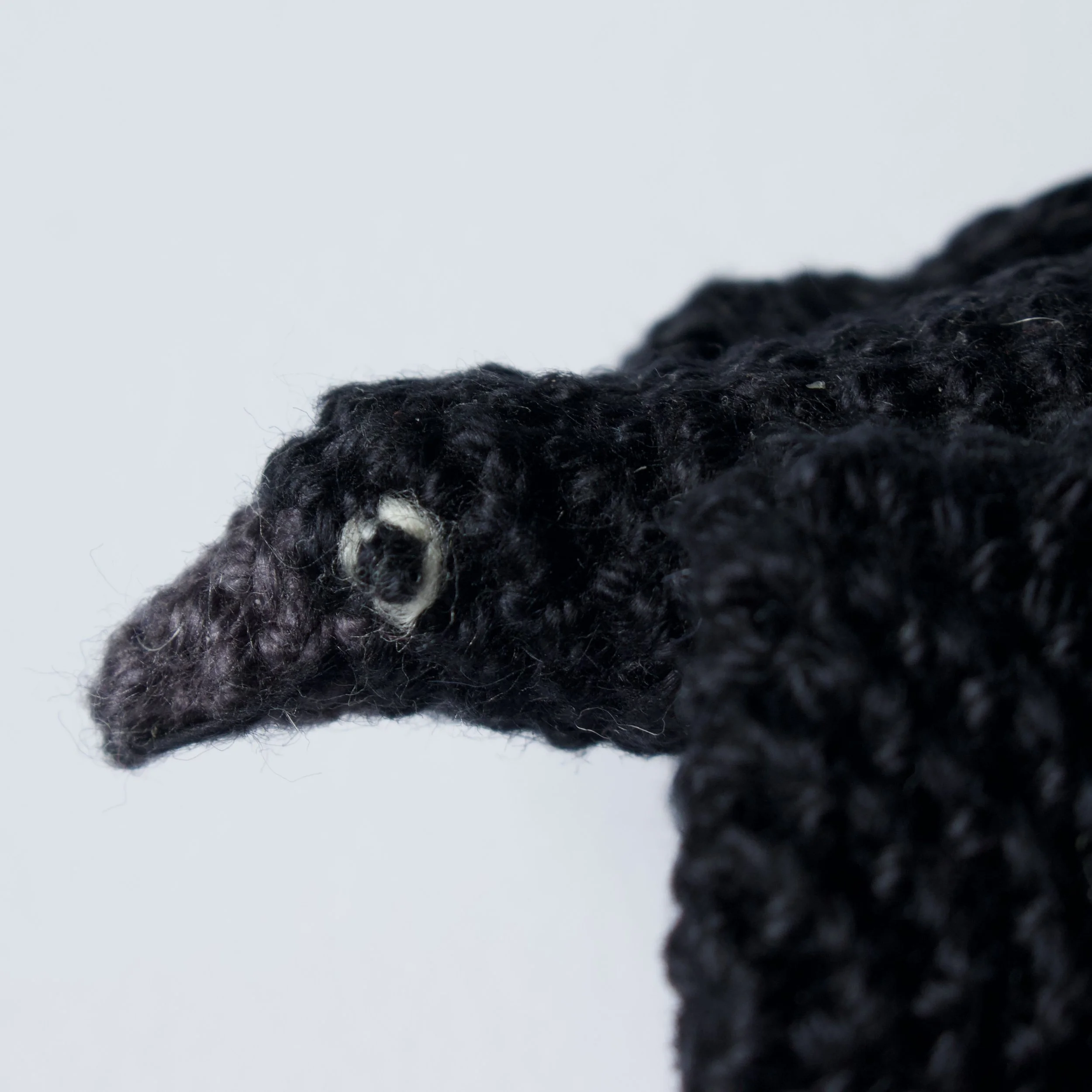 Beak 5.jpeg