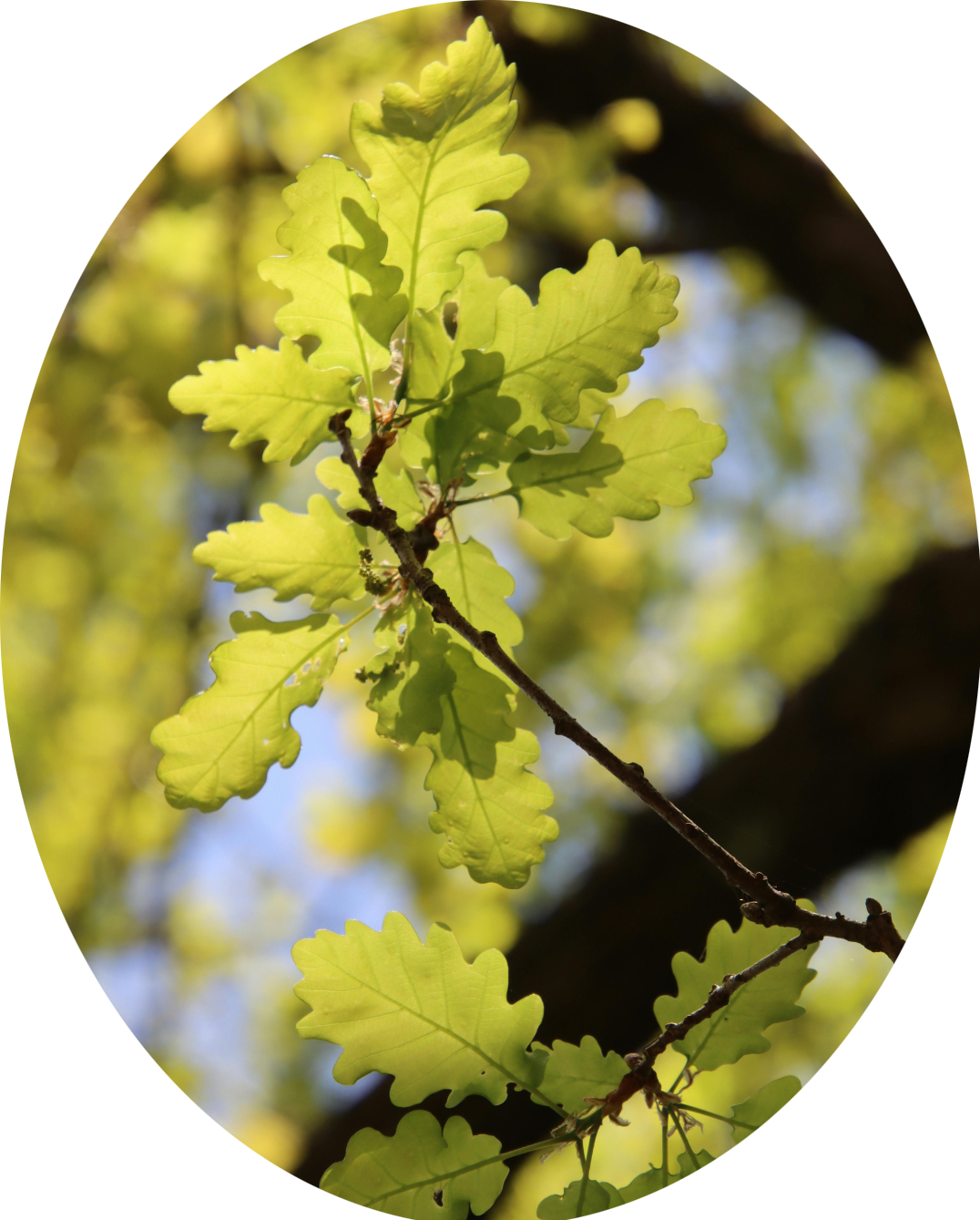 Close-up of green oak leaves on a tree branch, with sunlight filtering through the foliage.