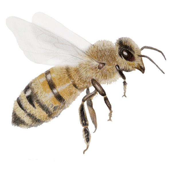 Honeybee drawing