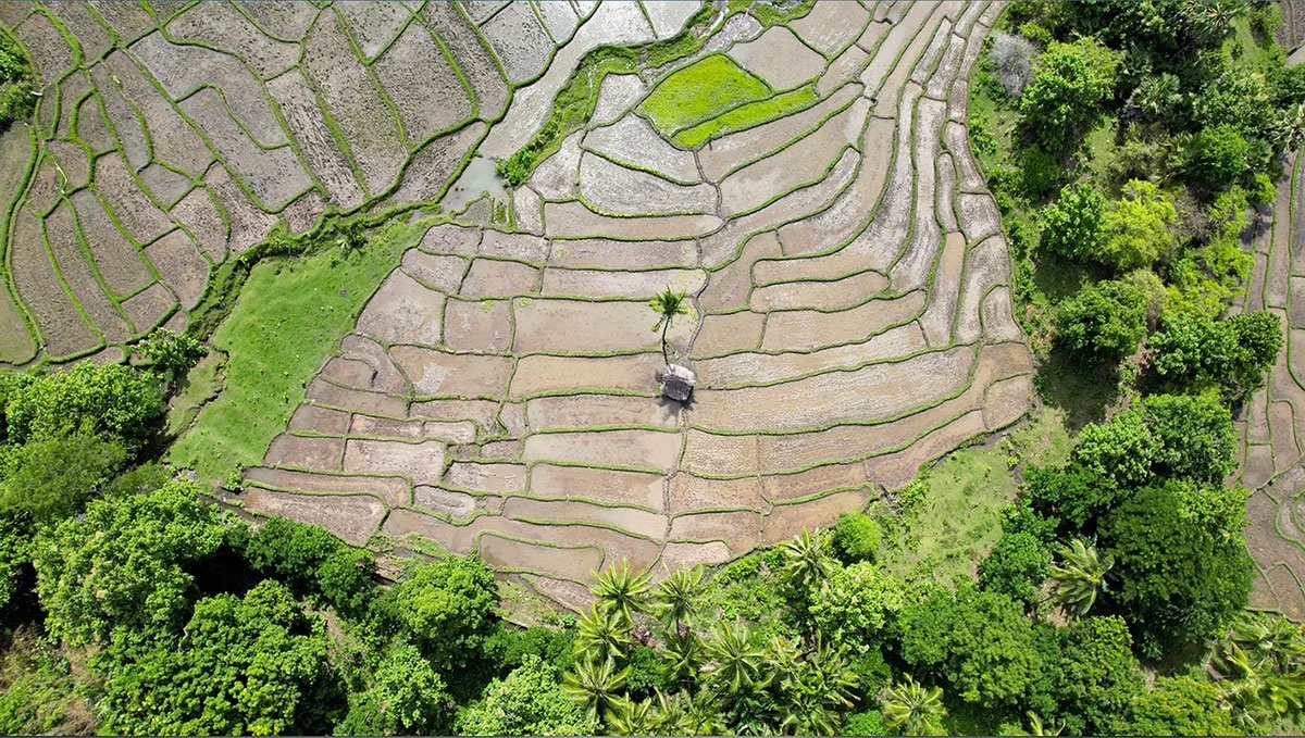 Aerial view of terraced rice paddies with lush green trees surrounding the fields.