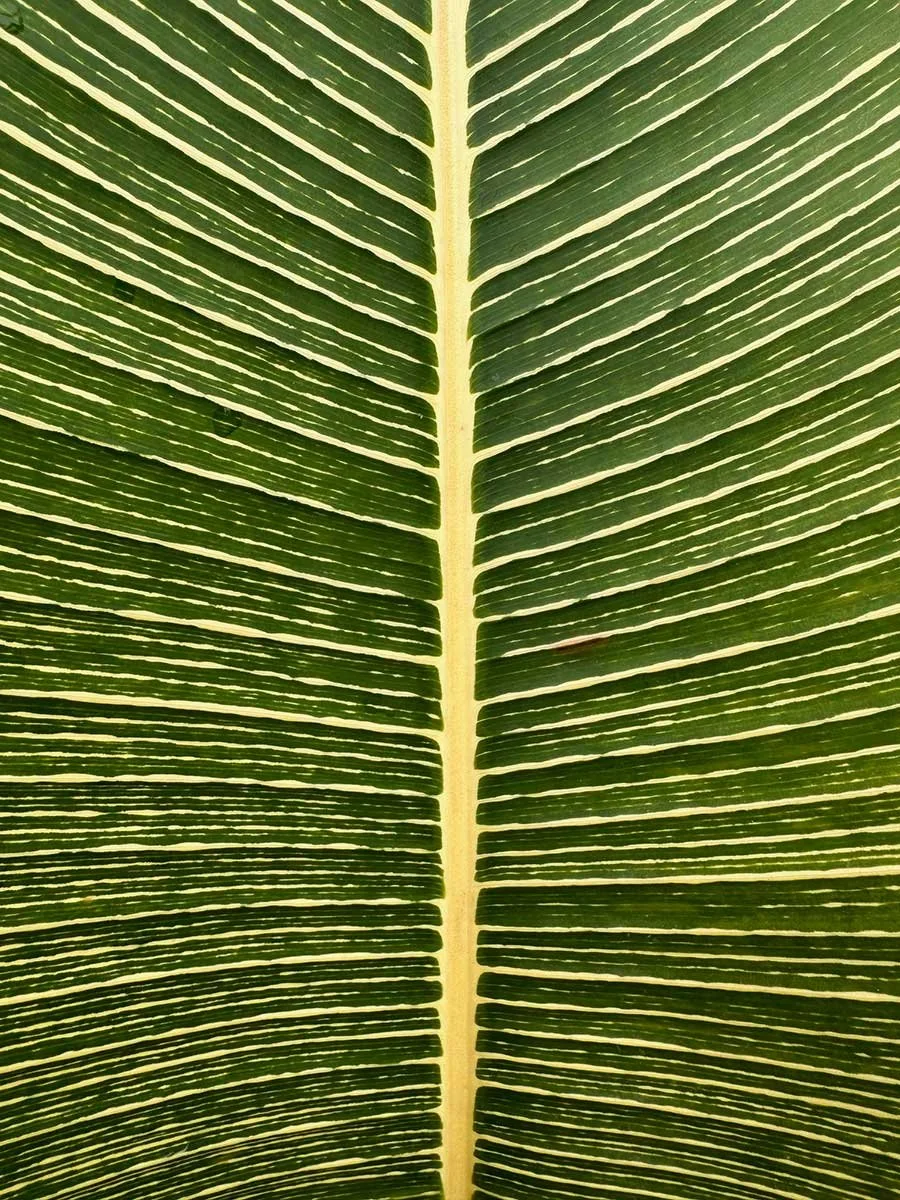Close-up of a green and yellow striped tropical leaf with a central yellow vein.