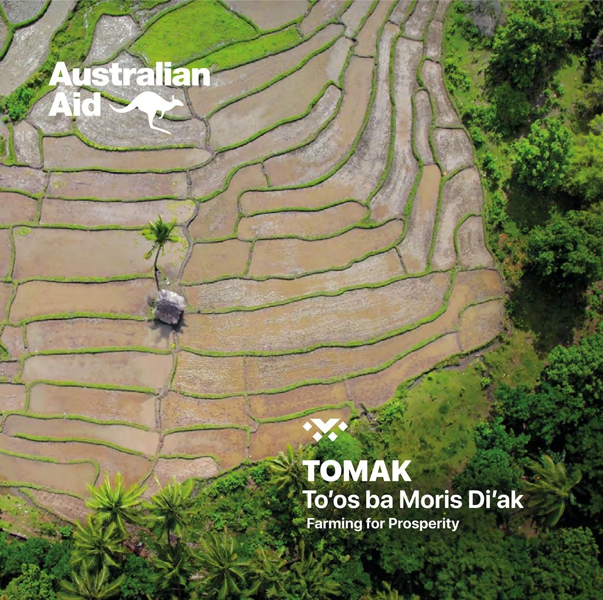 Aerial view of terraced rice fields with a small hut and a single palm tree, surrounded by lush green forest in tropical Australia.