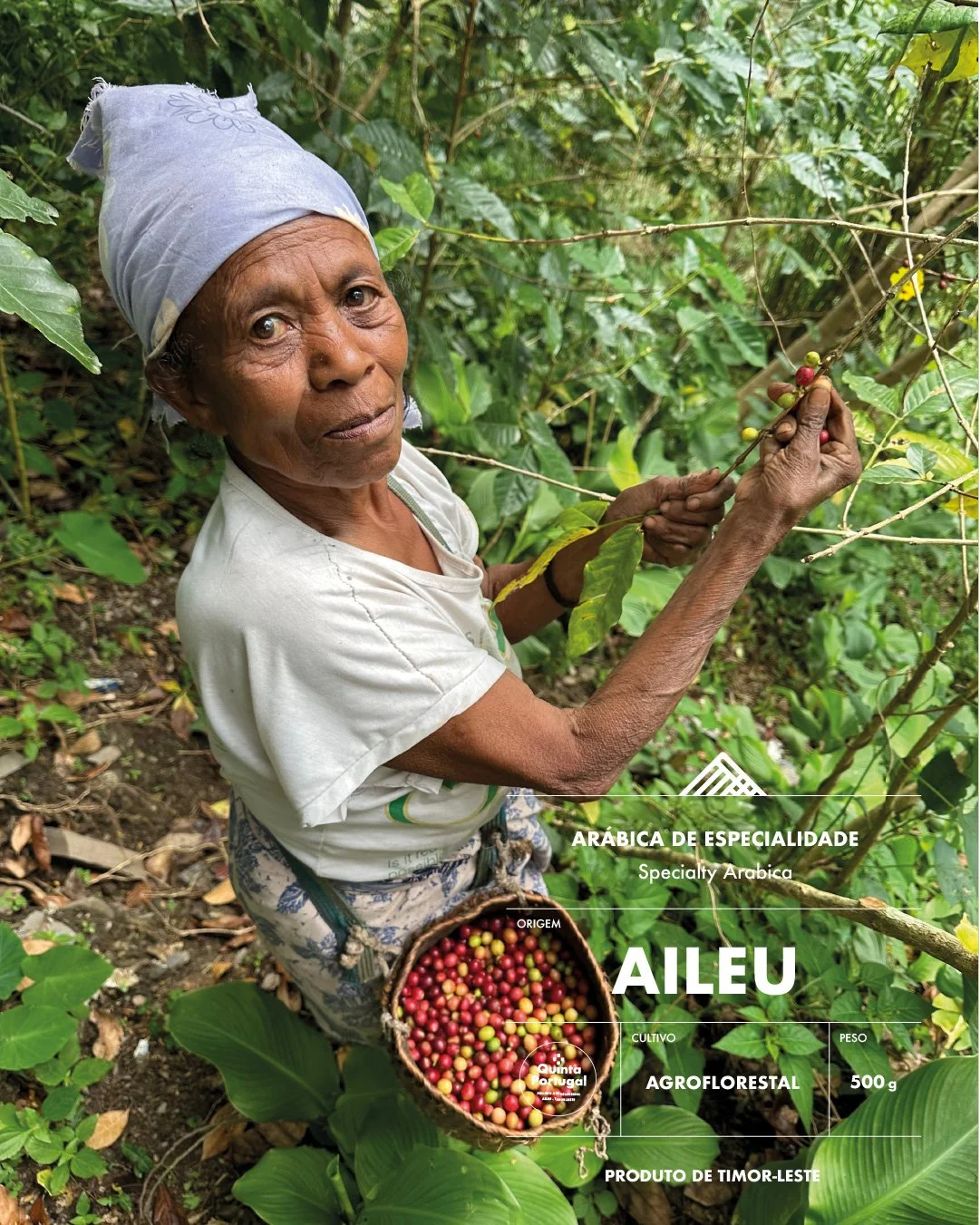 An elderly woman with a headscarf holds a branch with ripe coffee cherries in a lush, green coffee plantation. A basket full of red coffee cherries hangs from her waist.