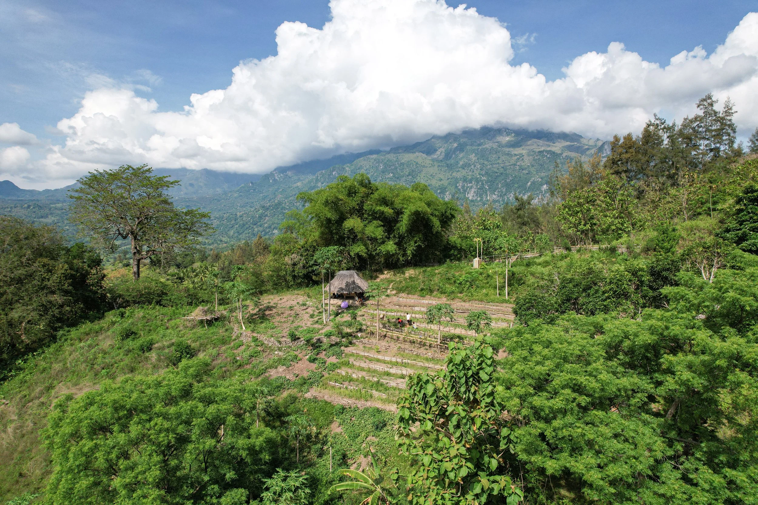 A lush green hillside farm with trees and cultivated fields, a thatched hut, and mountains partially covered by clouds in the background.
