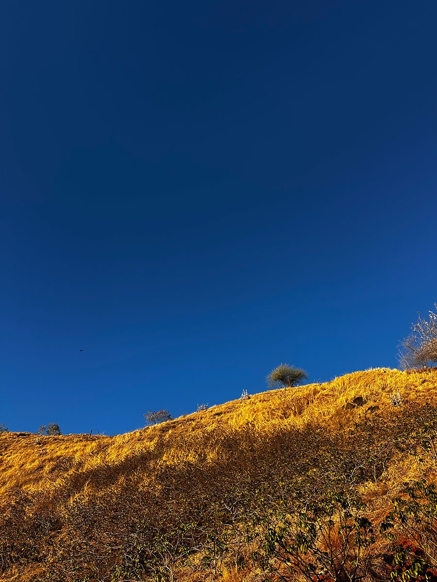 Photo of a hillside with yellow grass and small bushes, under a clear deep blue sky with no clouds.