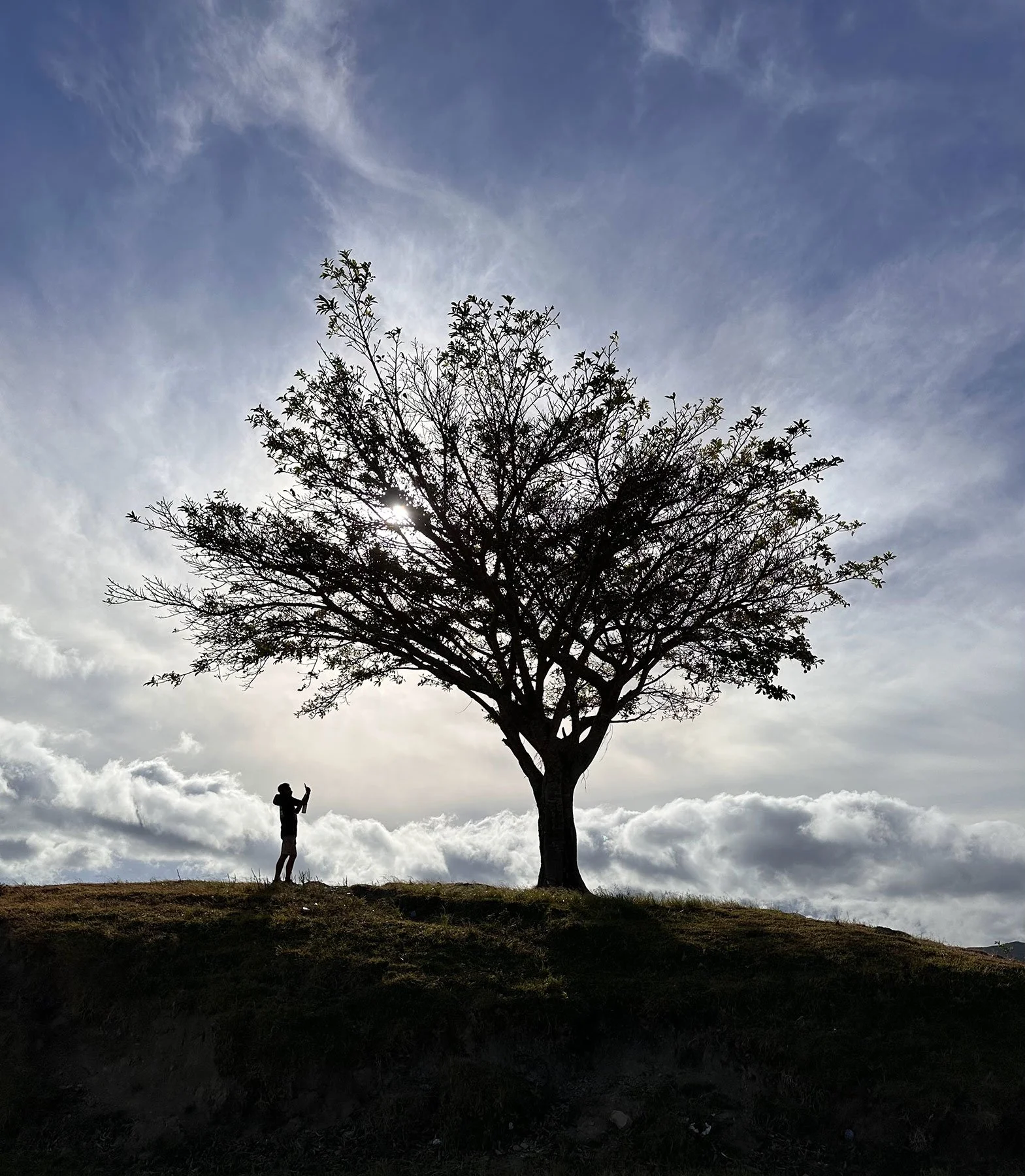 A person standing on a grassy hill taking a photo with a camera or phone next to a tall tree with many branches and small leaves. The sky is partly cloudy with the sun partially obscured by the clouds and tree.