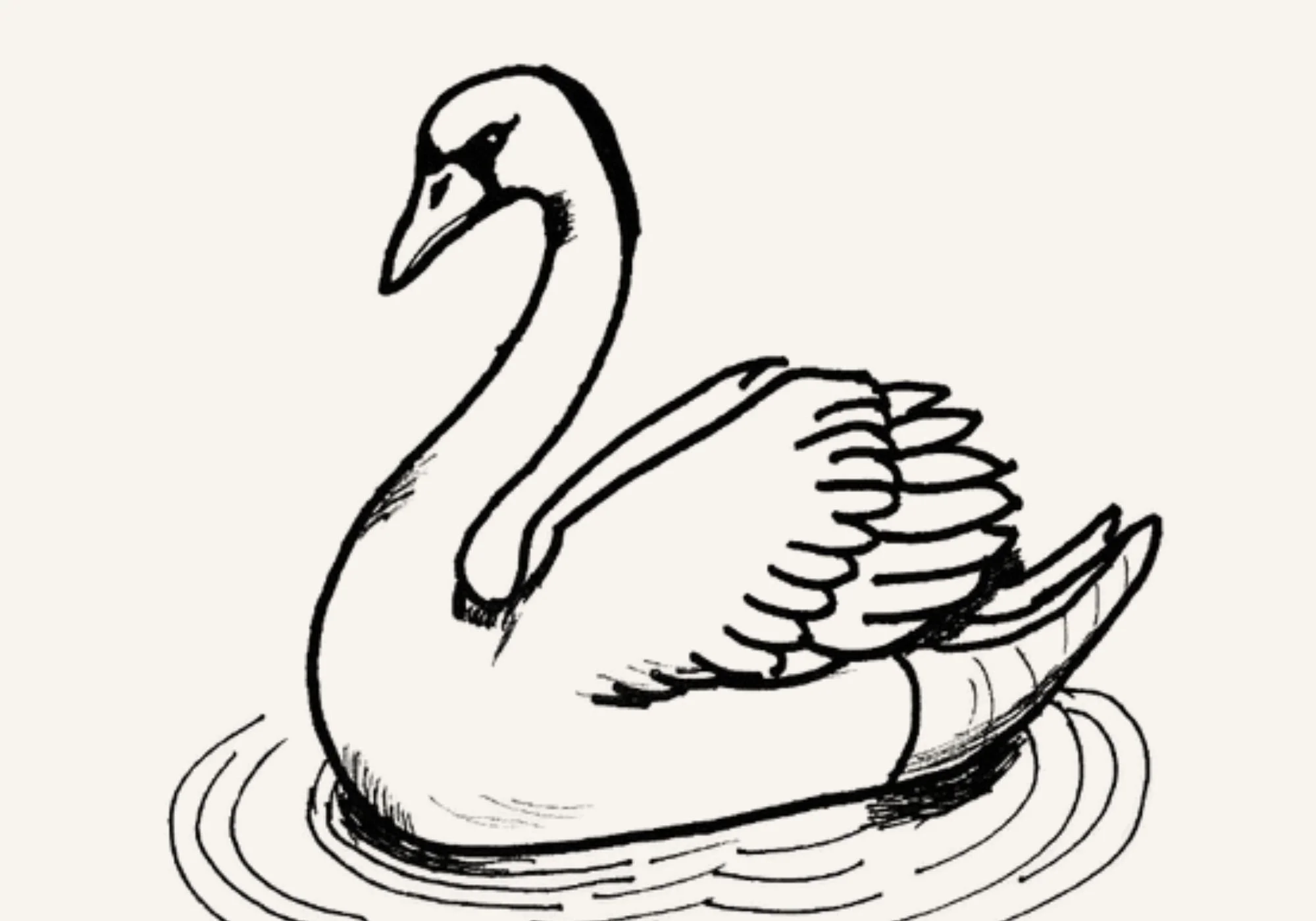 Black and white hand-drawn swan illustration with detailed feathers and elegant neck.
