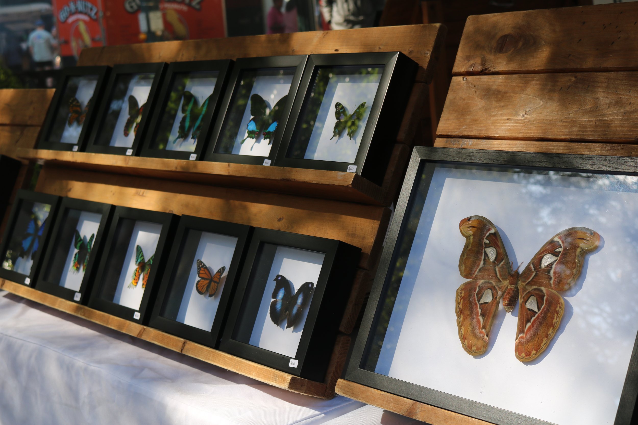 Display of framed butterfly specimens and moths on wooden and black frames at an outdoor market or exhibit.