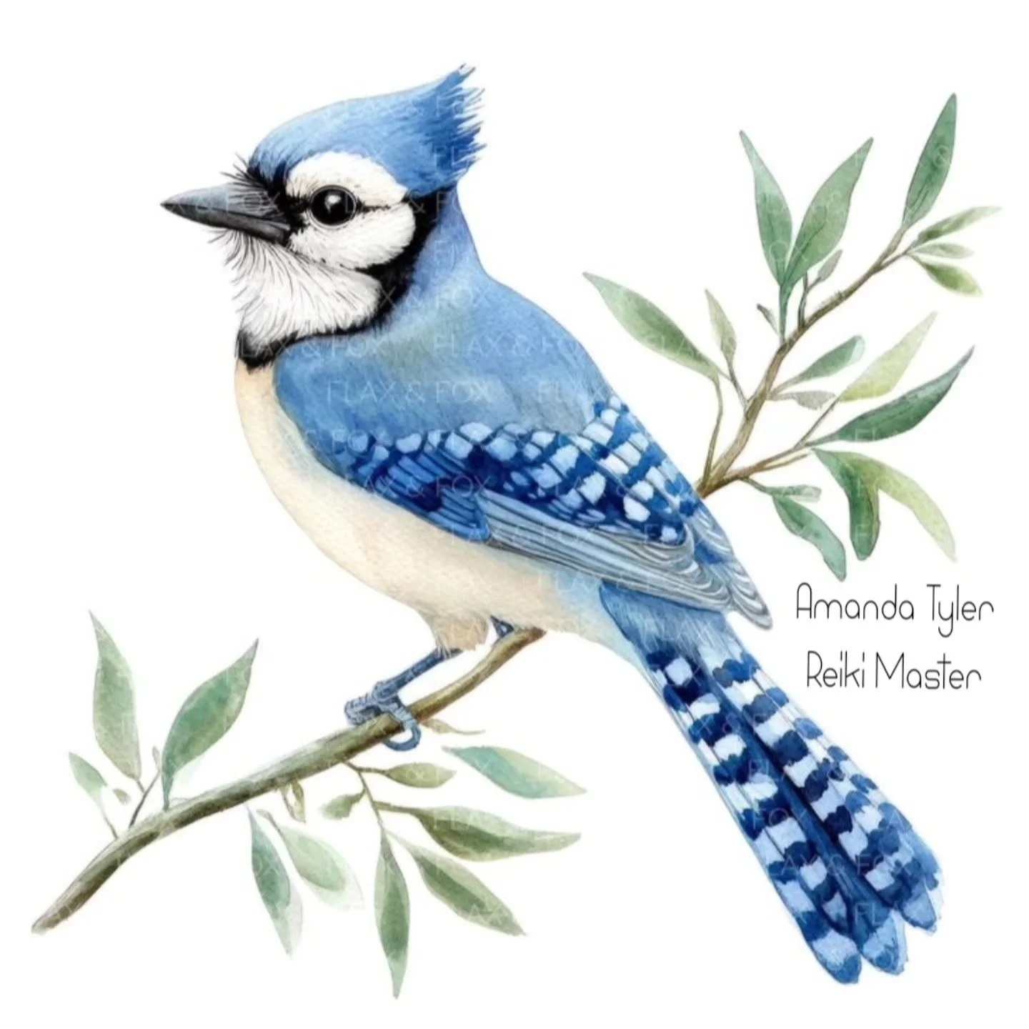 Why Reiki?

Improved intuition.

This season I've seen an abundance of squaking blue jays. Sometimes at our bird feeder, sometimes in the maple bush and other times flying around playing in the backyard. 

I've been wondering what their symbolism is.