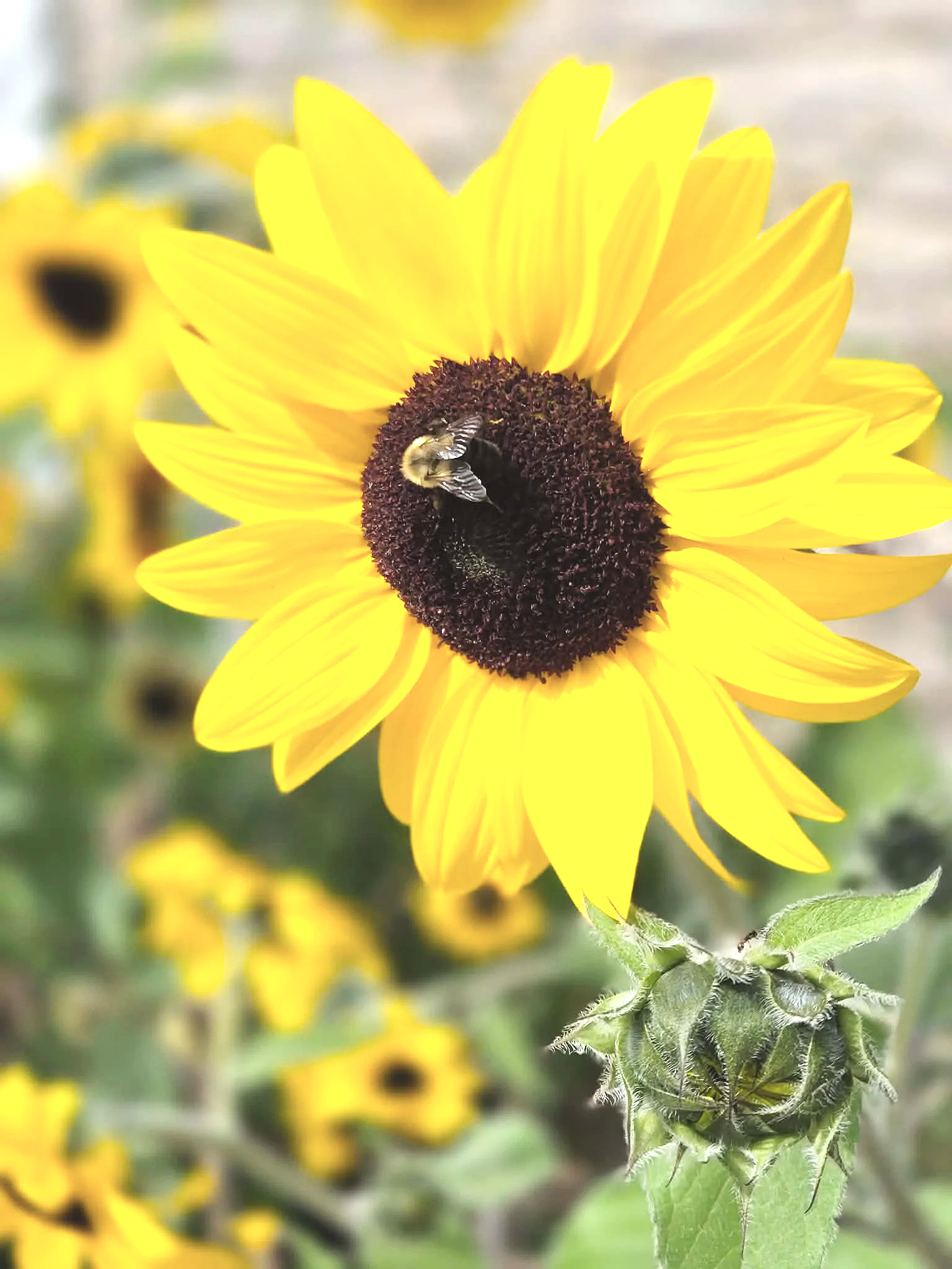Close-up of a sunflower with a bee collecting nectar from the dark center, surrounded by bright yellow petals.