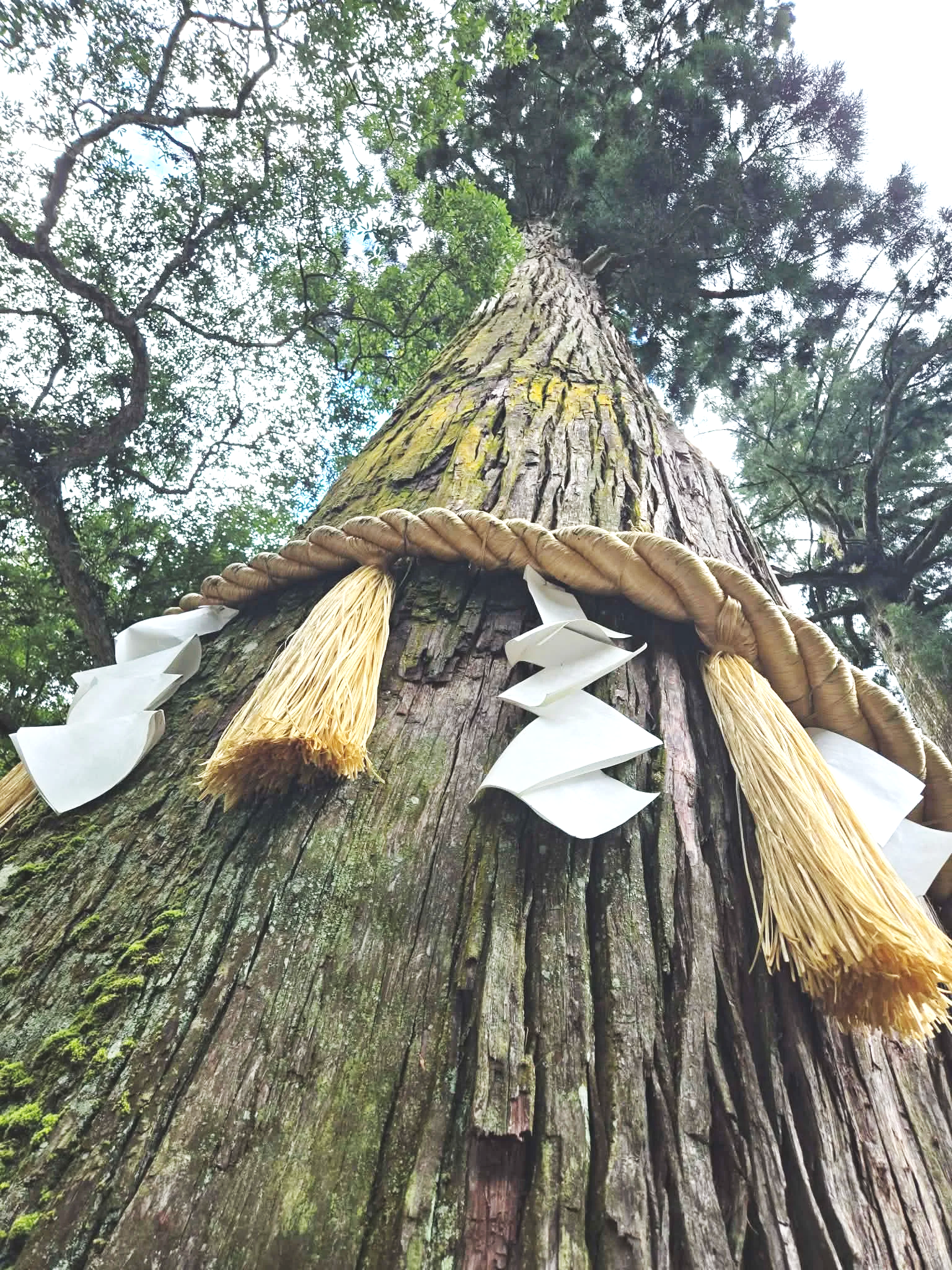A tall tree with a shimenawa rope and shide paper streamers at its base, seen from below during daytime with green foliage around.