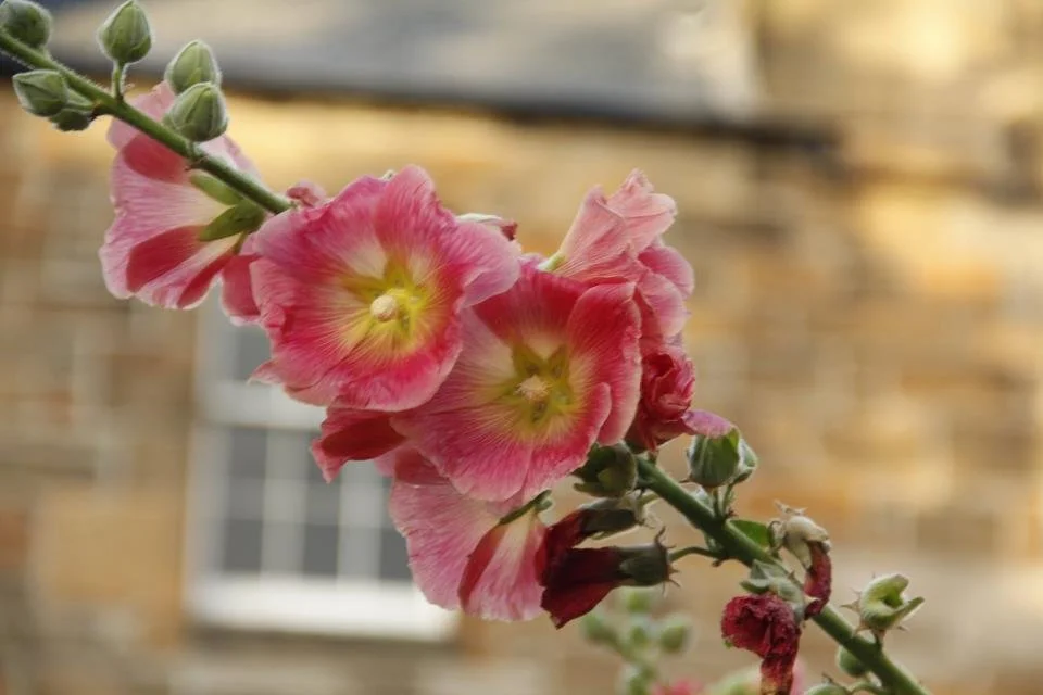 Close-up of a pink and yellow hollyhock flower on a stem with buds, blurred brick and window background.