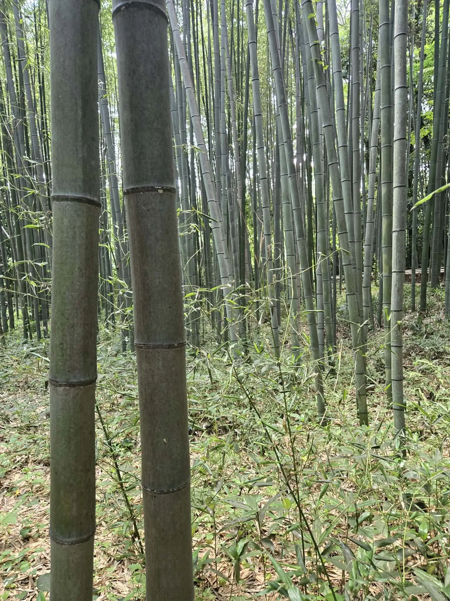 Close-up view of bamboo stalks in a bamboo forest with green leaves and plants on the ground.