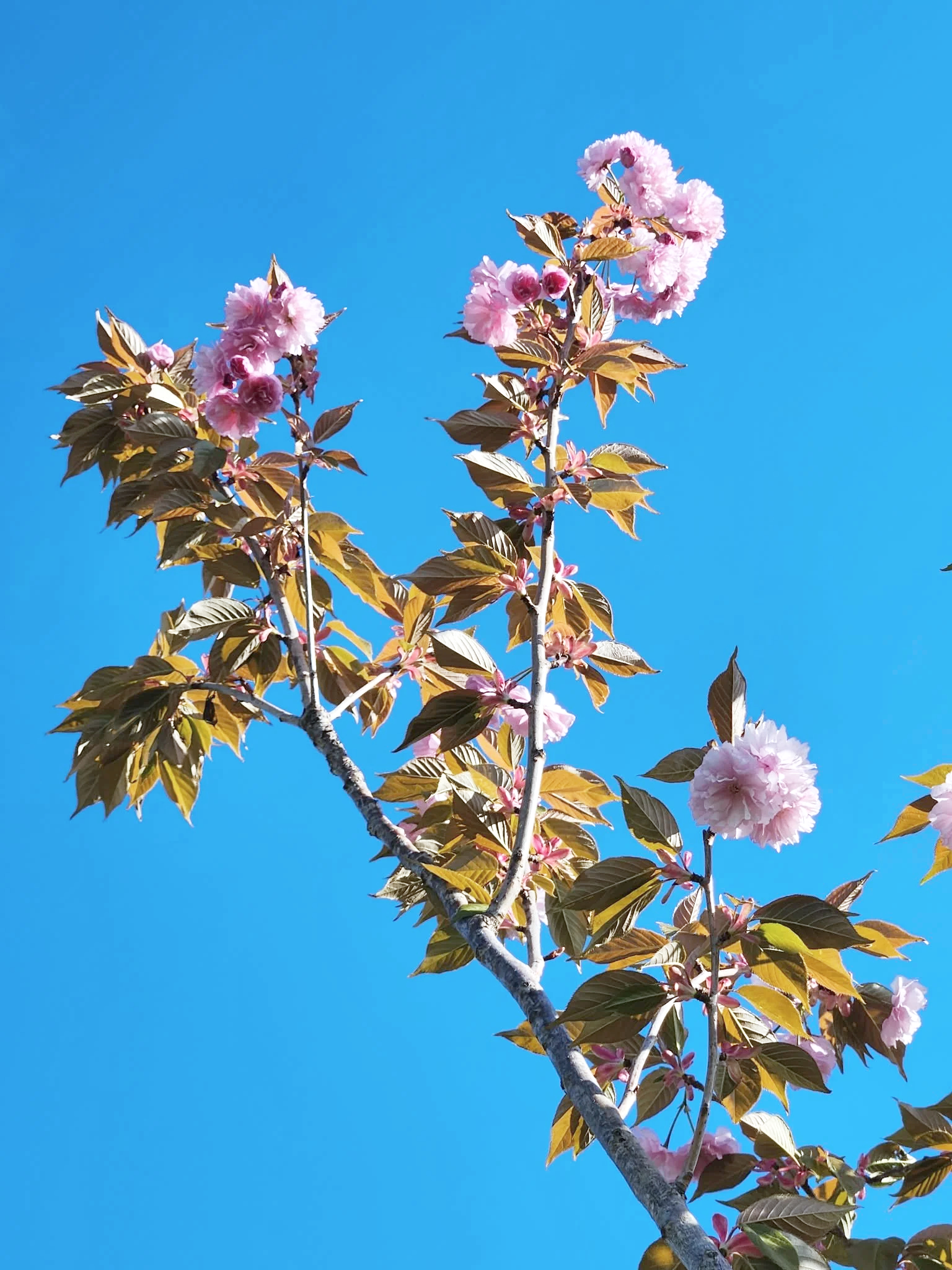 Pink cherry blossoms on branches against a clear blue sky.
