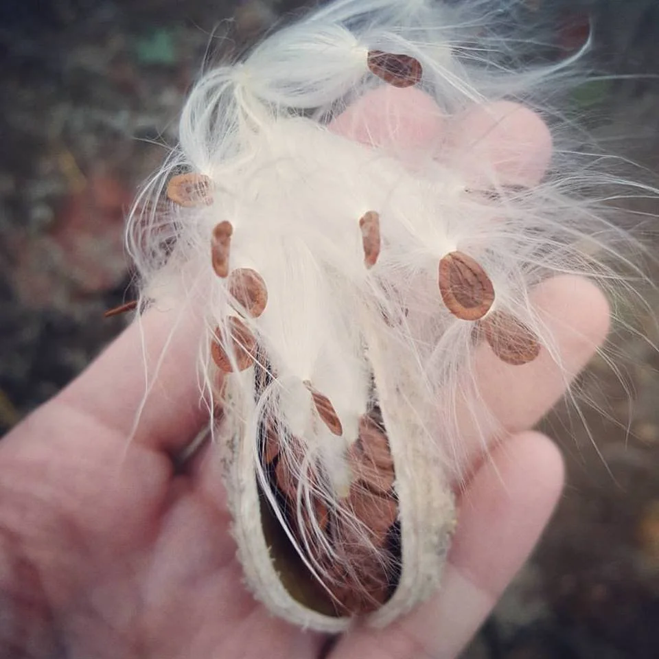 A hand holding a large silk cotton tree seed pod with white, fluffy fibers and brown seeds attached.