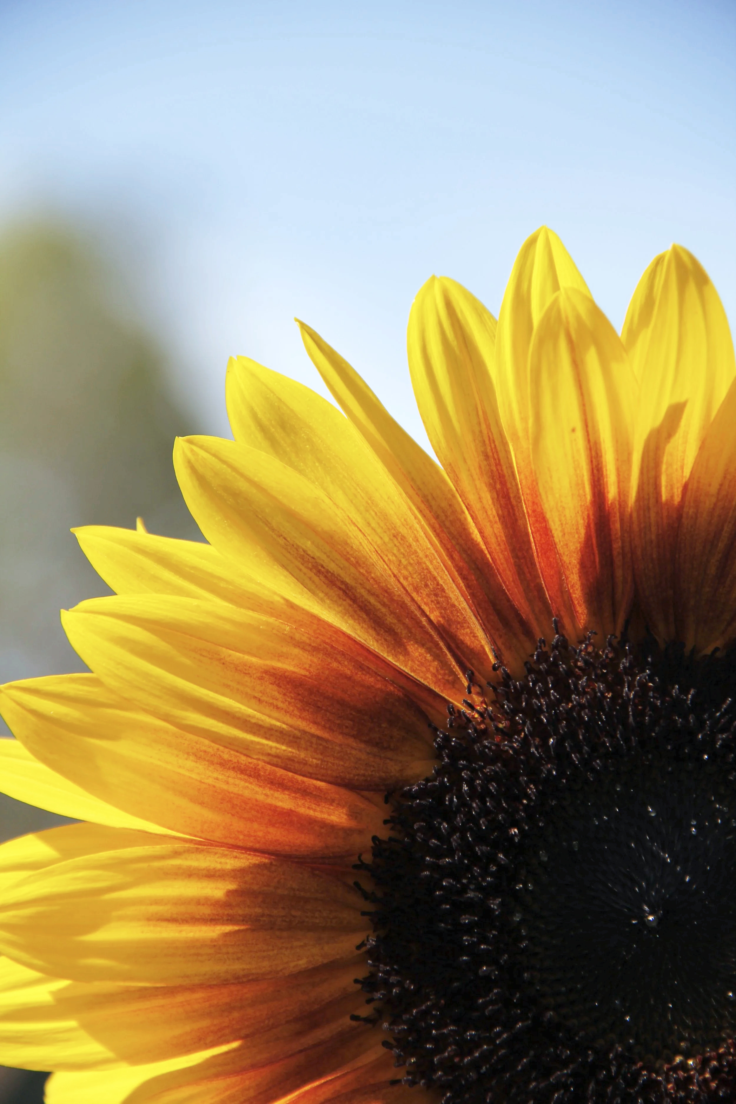 Close-up of a sunflower with yellow petals and a dark center, against a blue sky background.