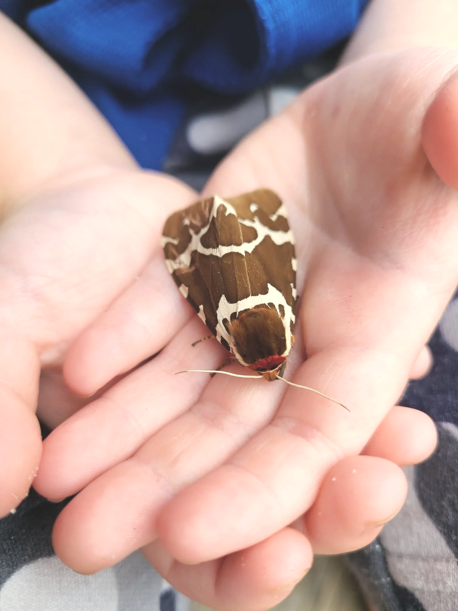 Close-up of a person holding a butterfly with black and white patterned wings on their fingers.