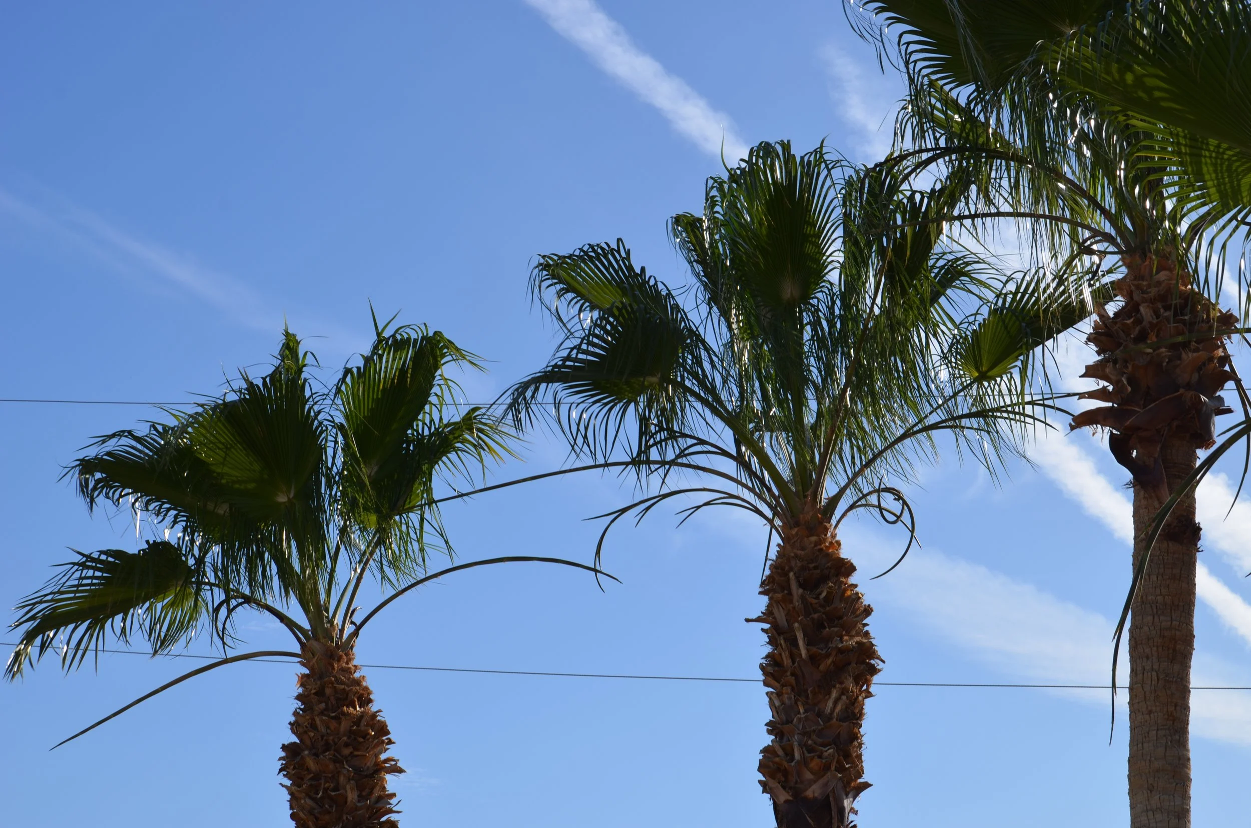 DSC_4154.JPG
