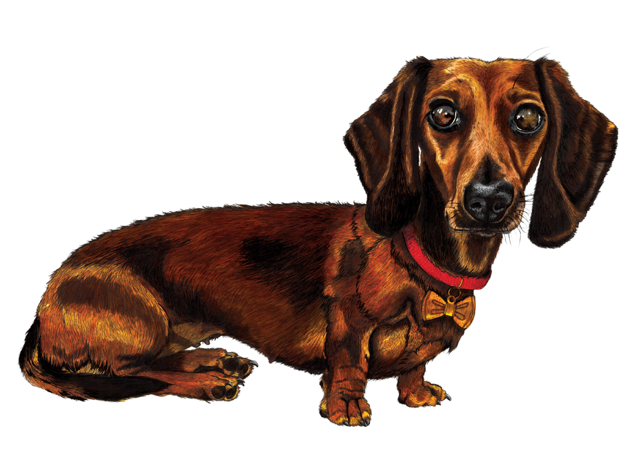 Sausage_Dog_Web.png.webp