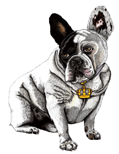 French_Bulldog_Web.png.webp