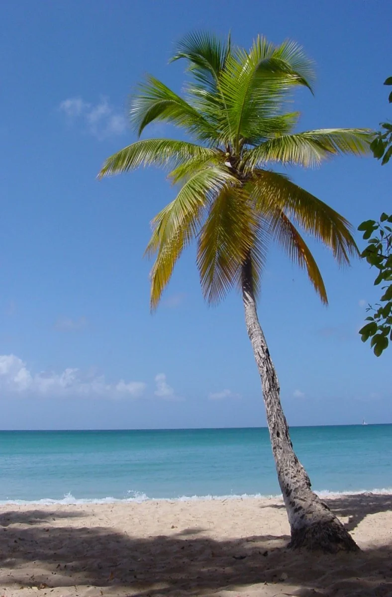 A leaning palm tree on a sandy beach under a blue sky with some clouds and calm ocean waters in the background.