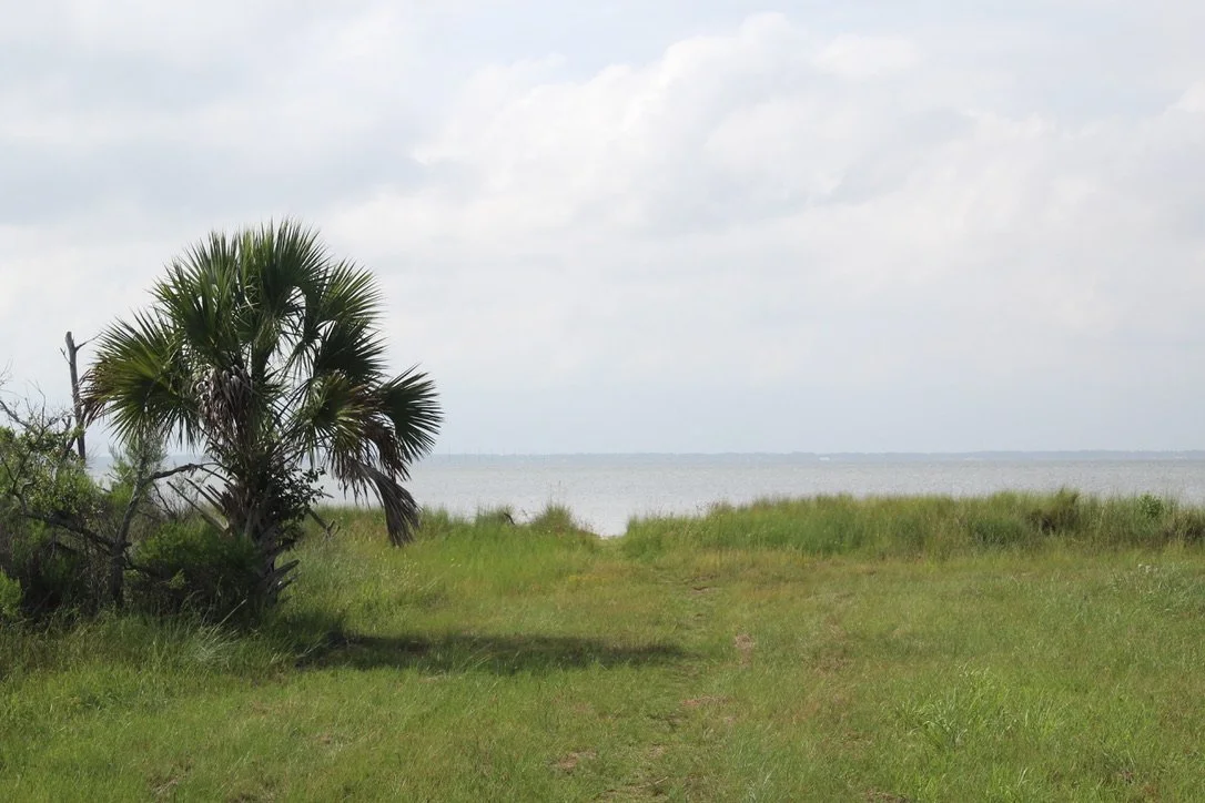 A grassy path leading to a lake with a palm tree on the left under a cloudy sky.