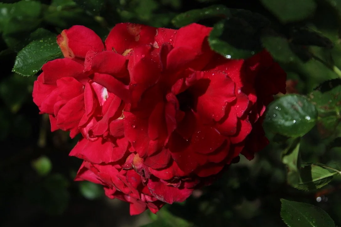 Our rose bush