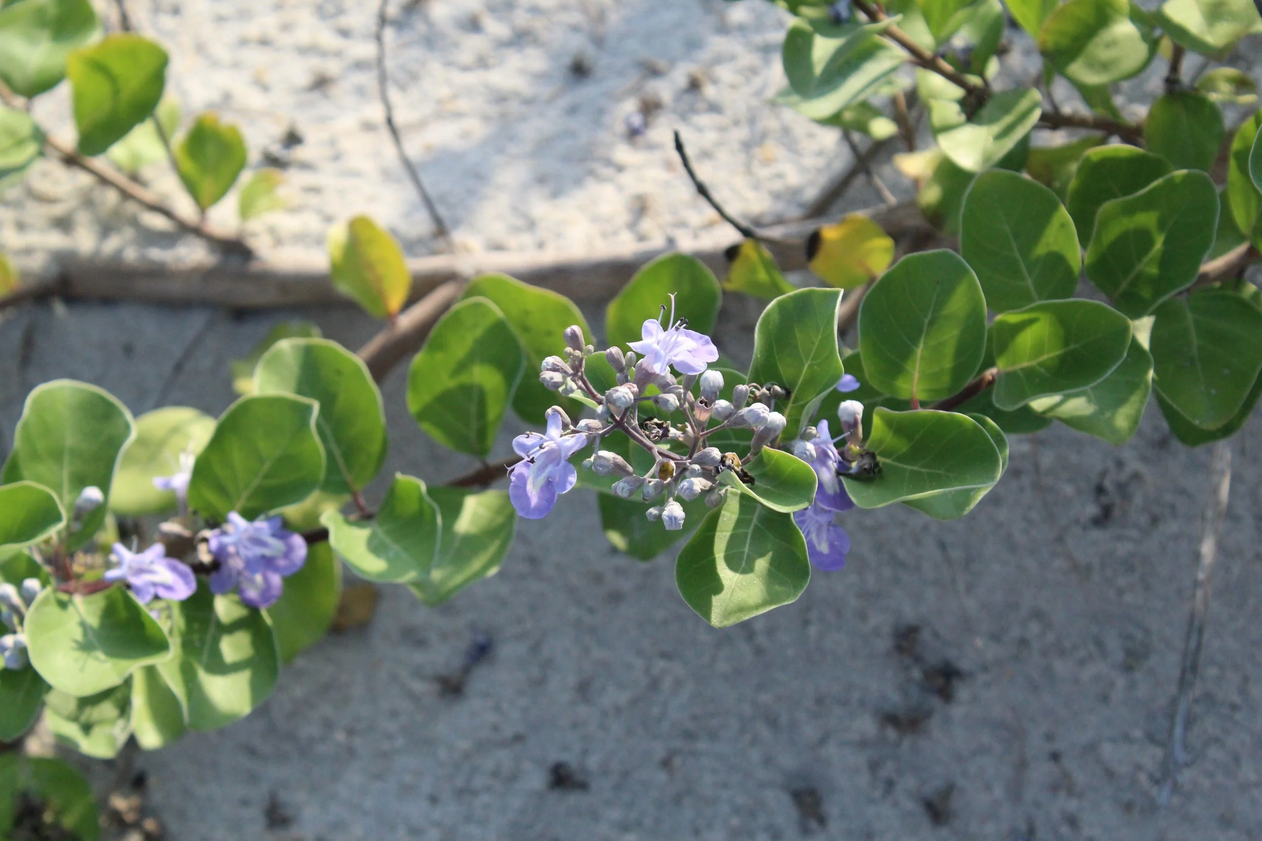 Violet flowers with green leaves on a bush growing in sandy soil.