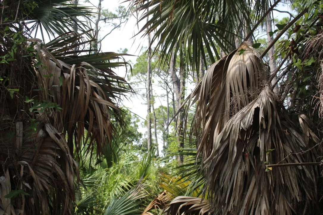 Dense tropical jungle with tall trees and large brown and green palm leaves.