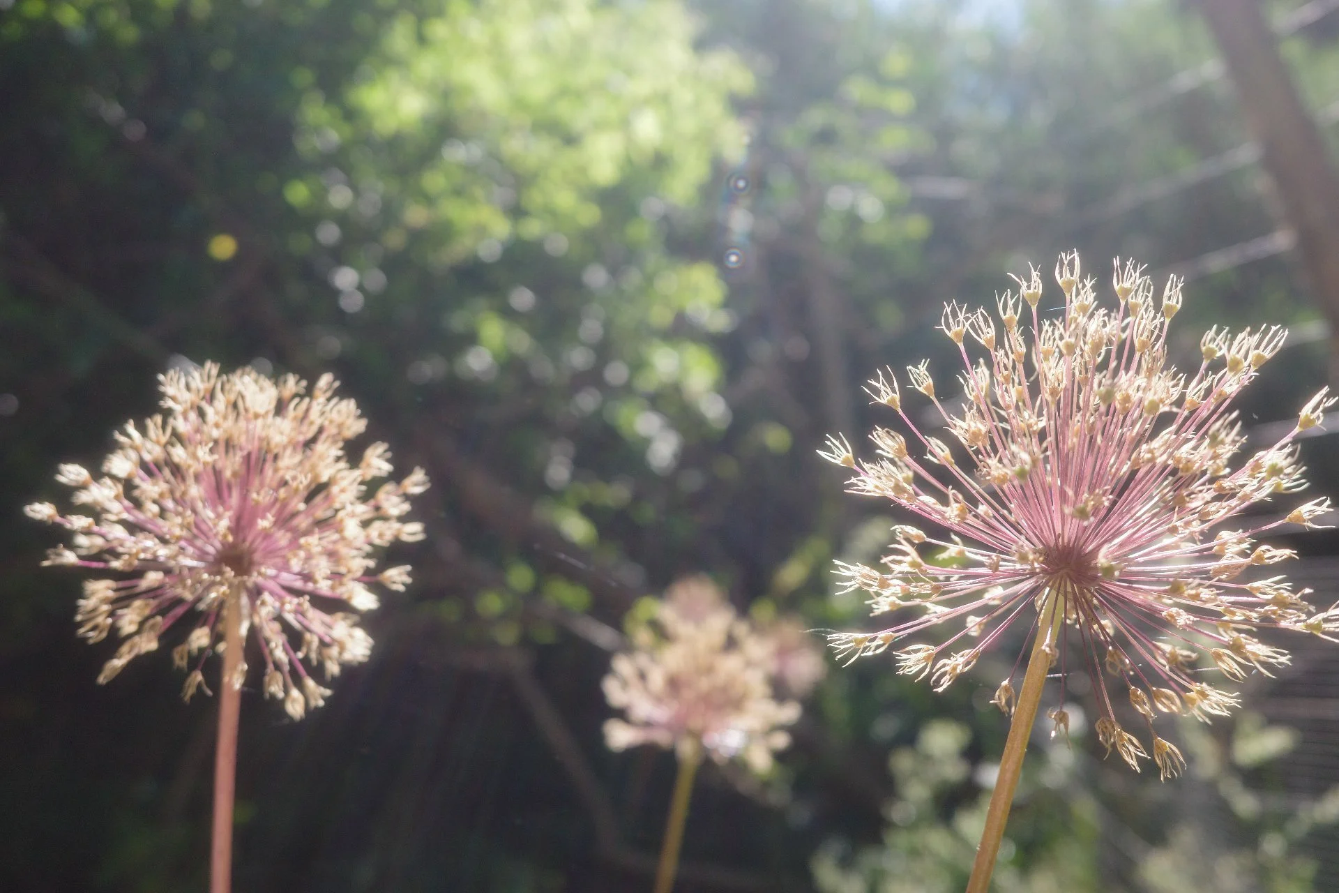 Late Summer Transitions