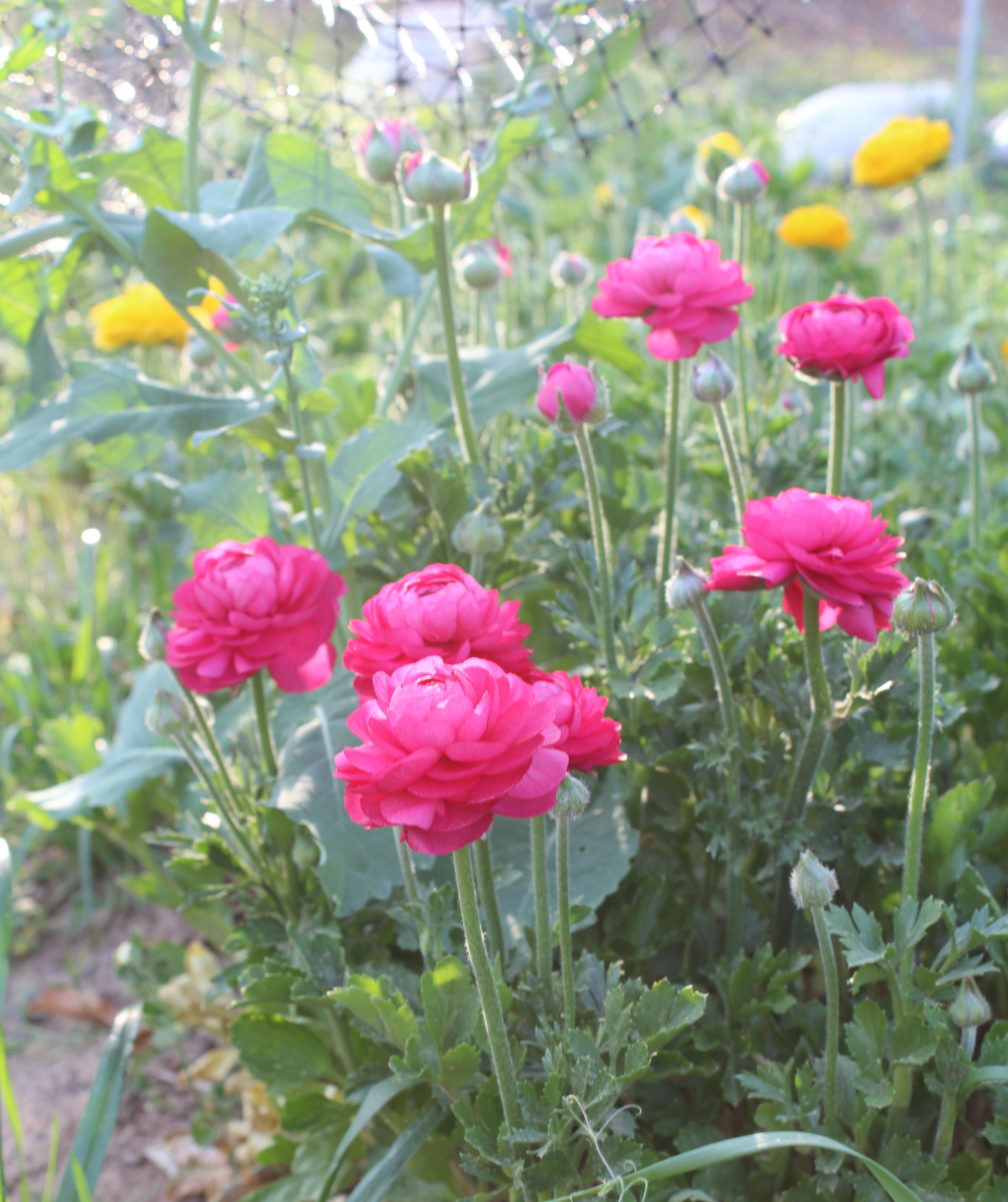 Pink Ranunculus.JPG