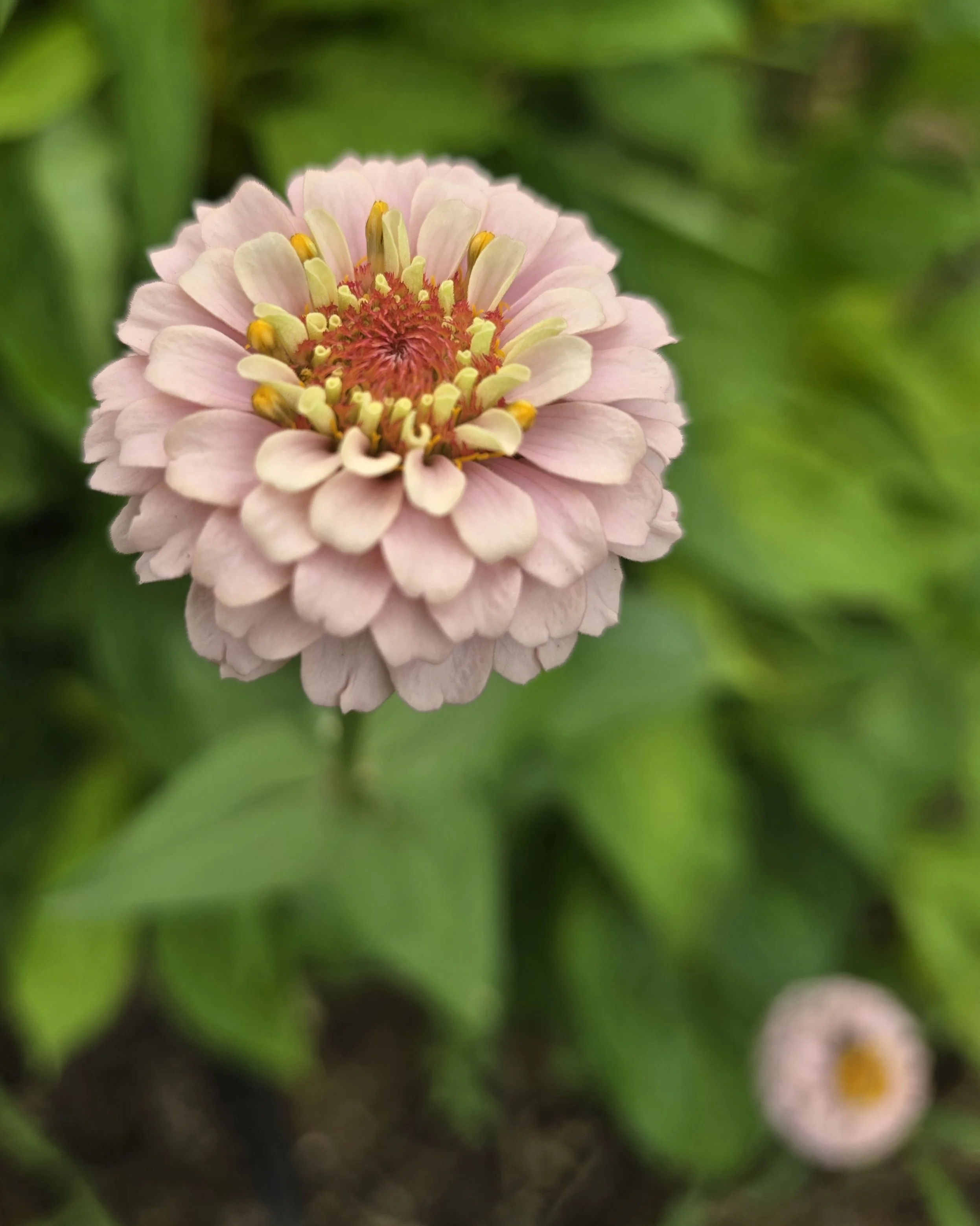 Feature Flower - Zinnia
