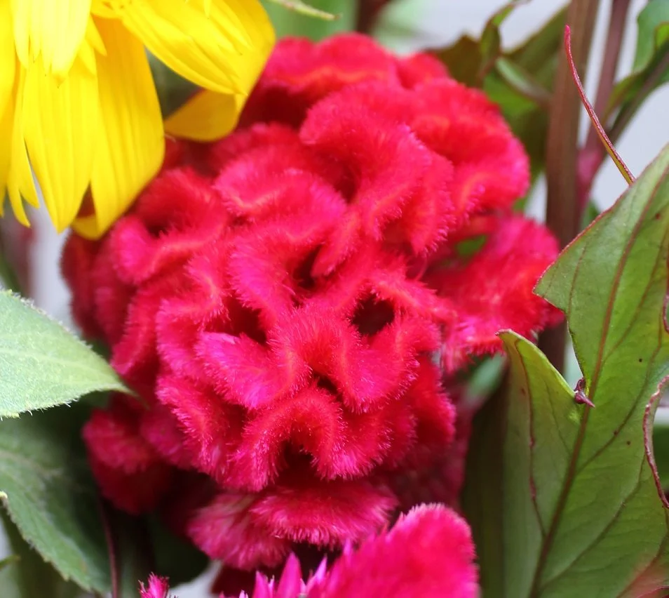 Feature Flower - Celosia