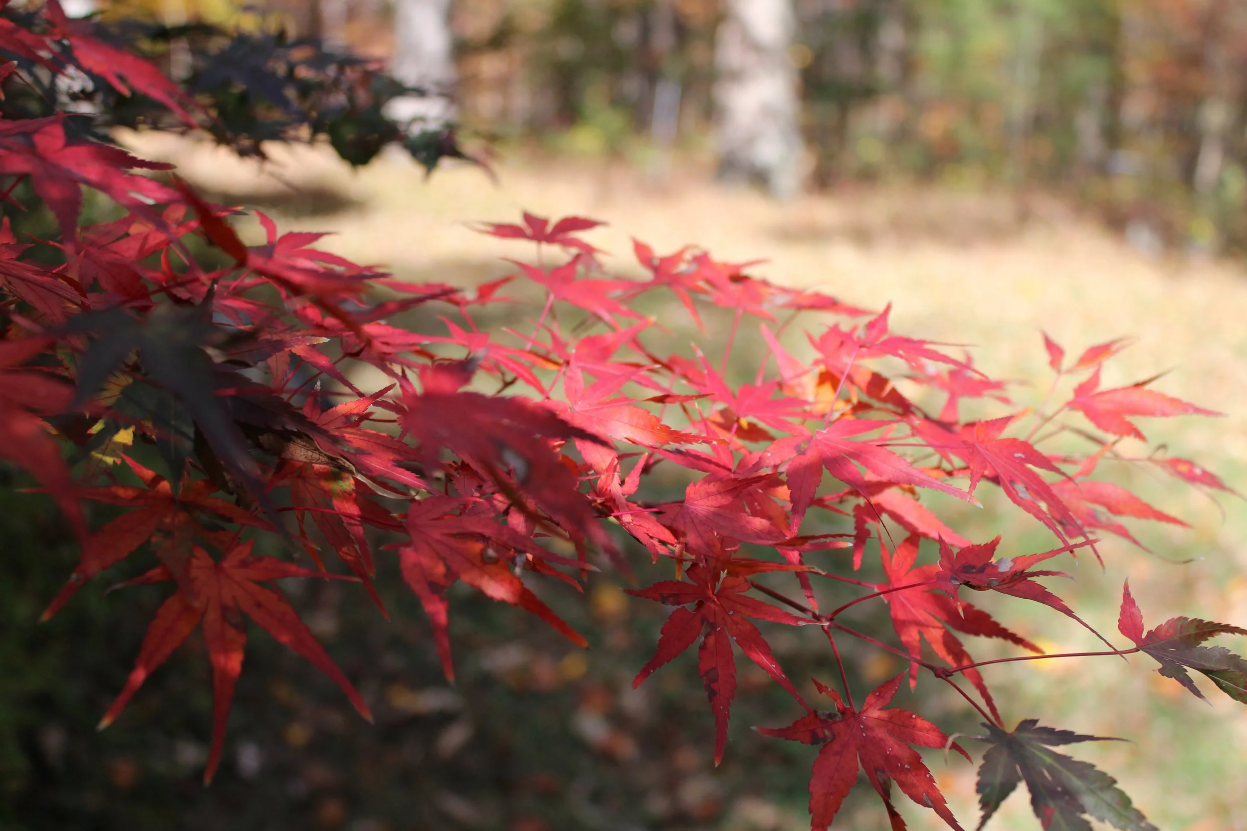 Autumn is in the Air!