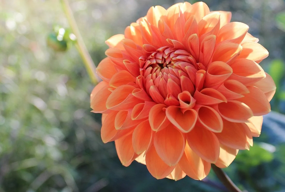 orange dahlia flower