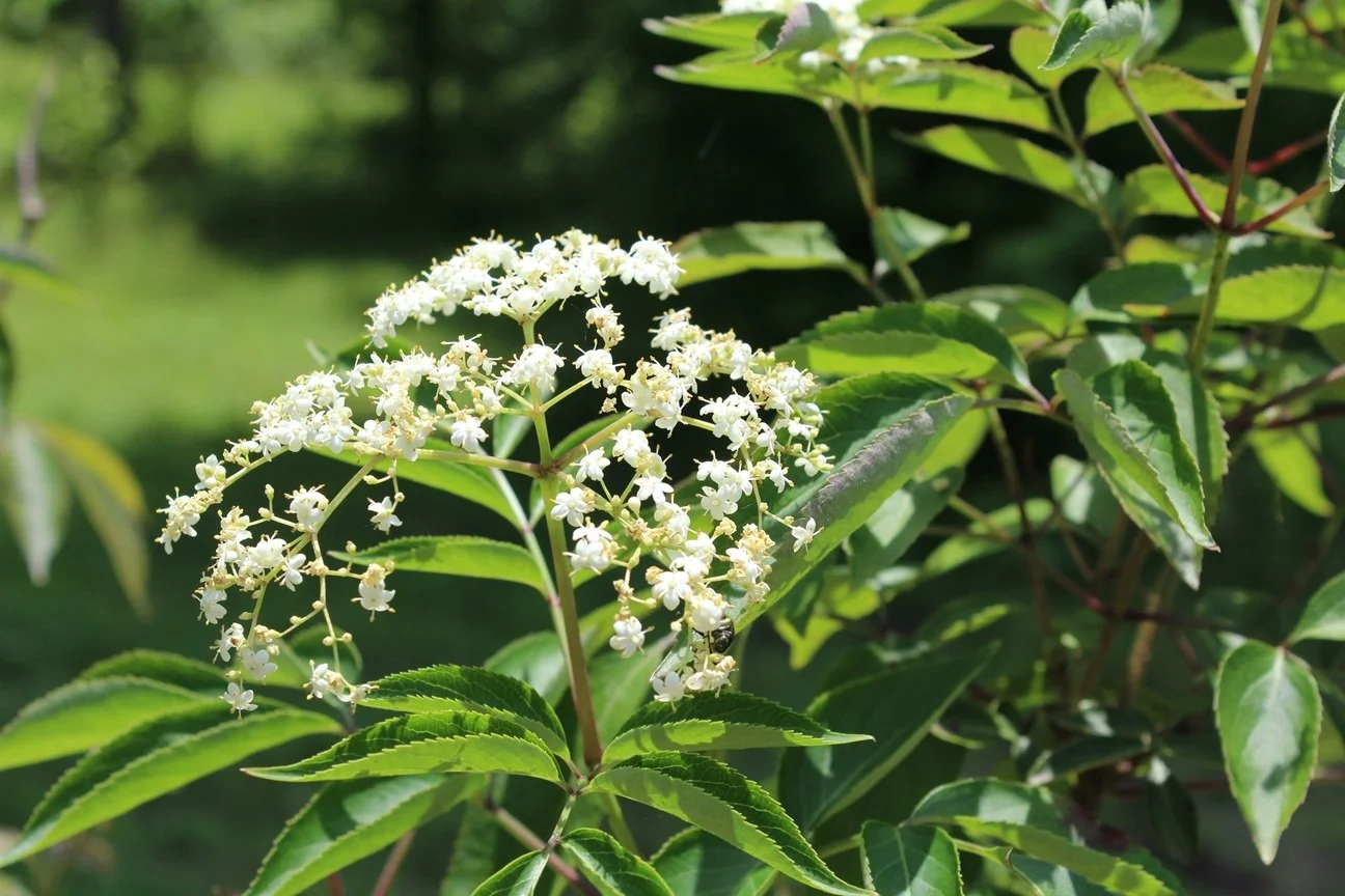 elderberry_flower