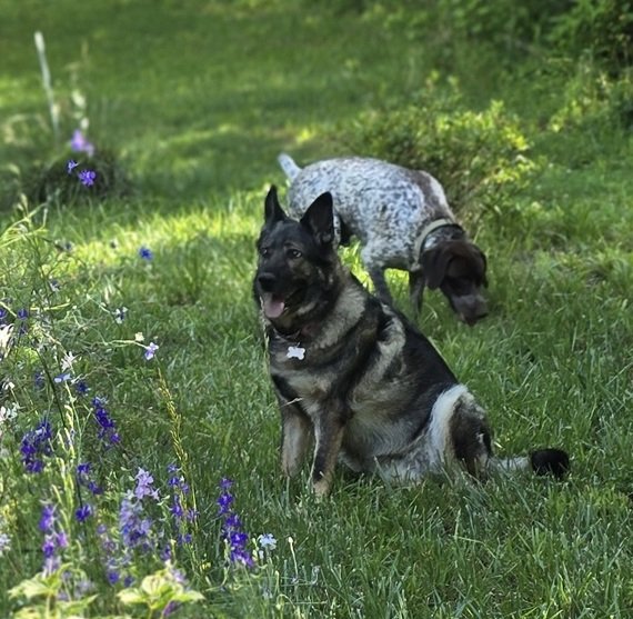 two_dogs_with_flowers